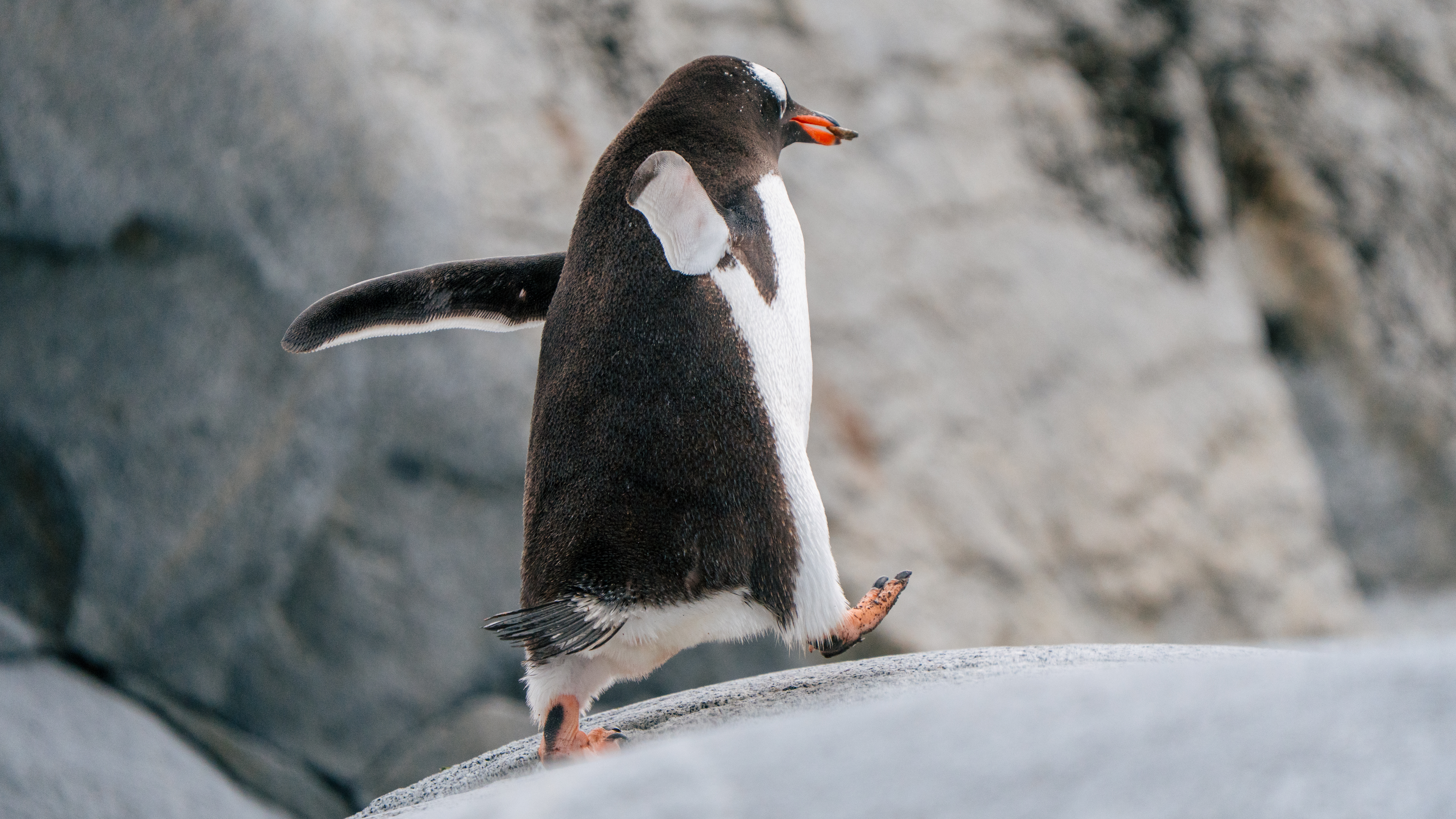 Gentoo Penguins