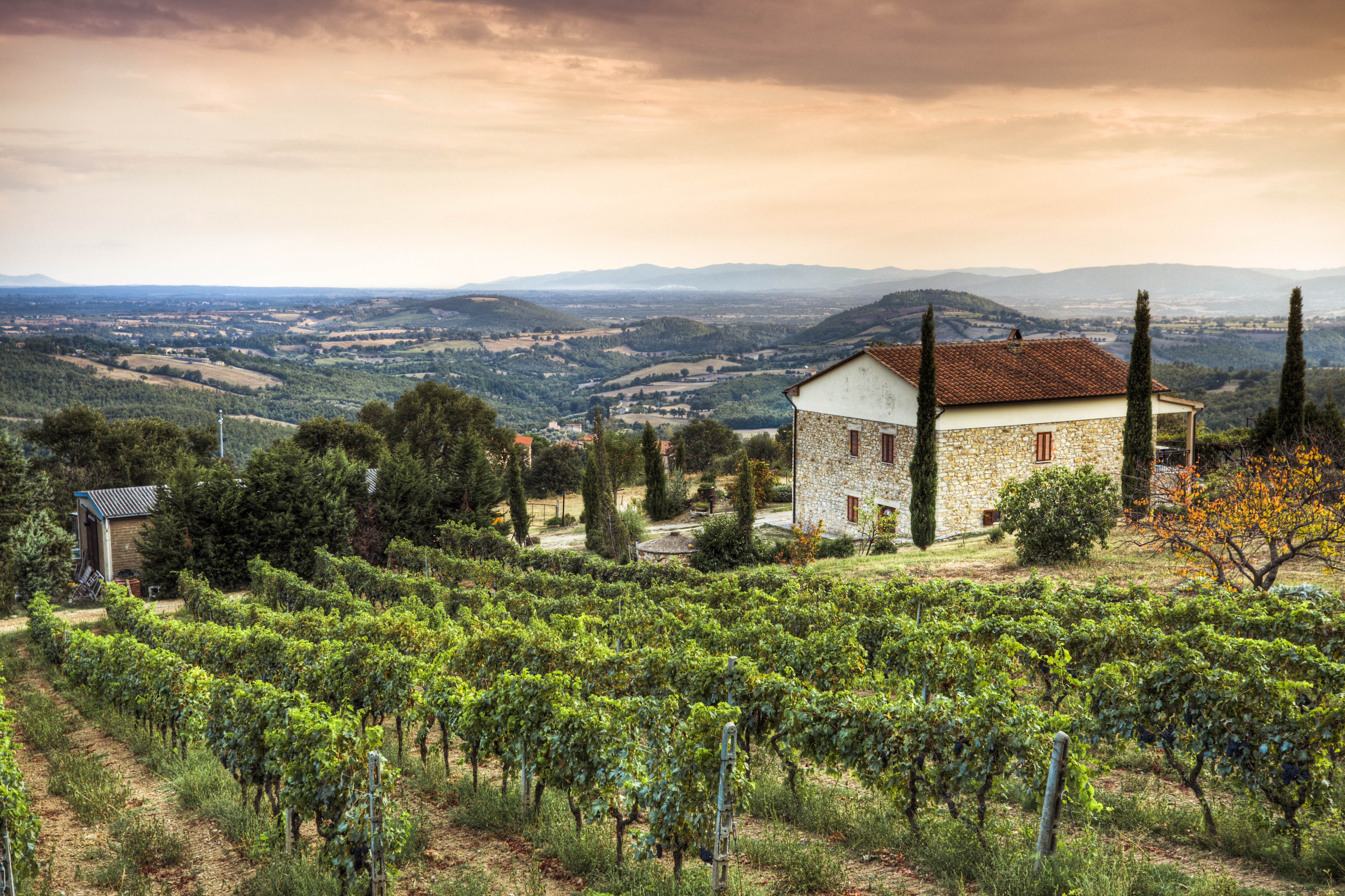 Tuscany vineyard landscape — Food and Wine Travel