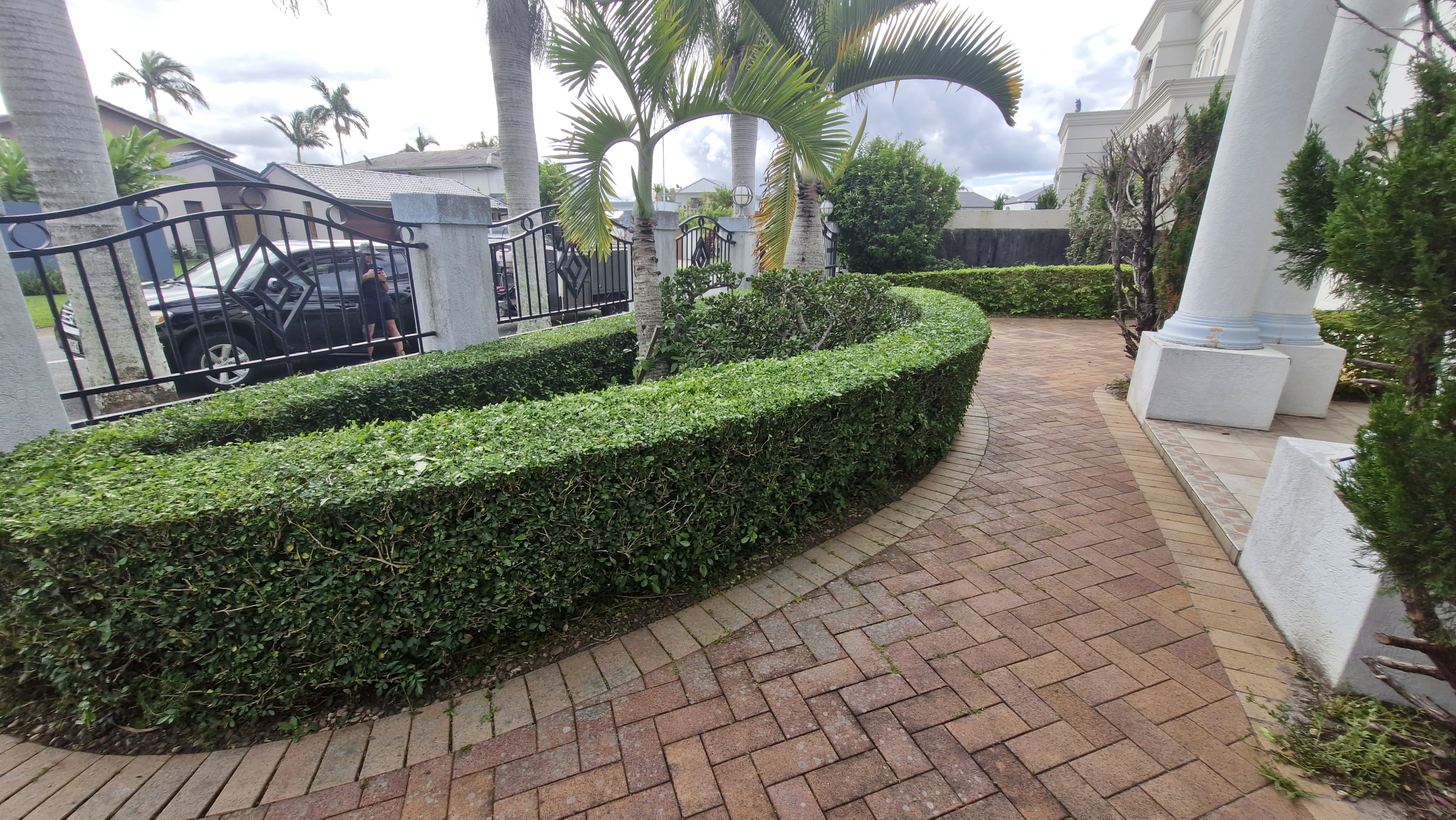 Curved driveway hedge neatly trimmed with palms at a prestige property
