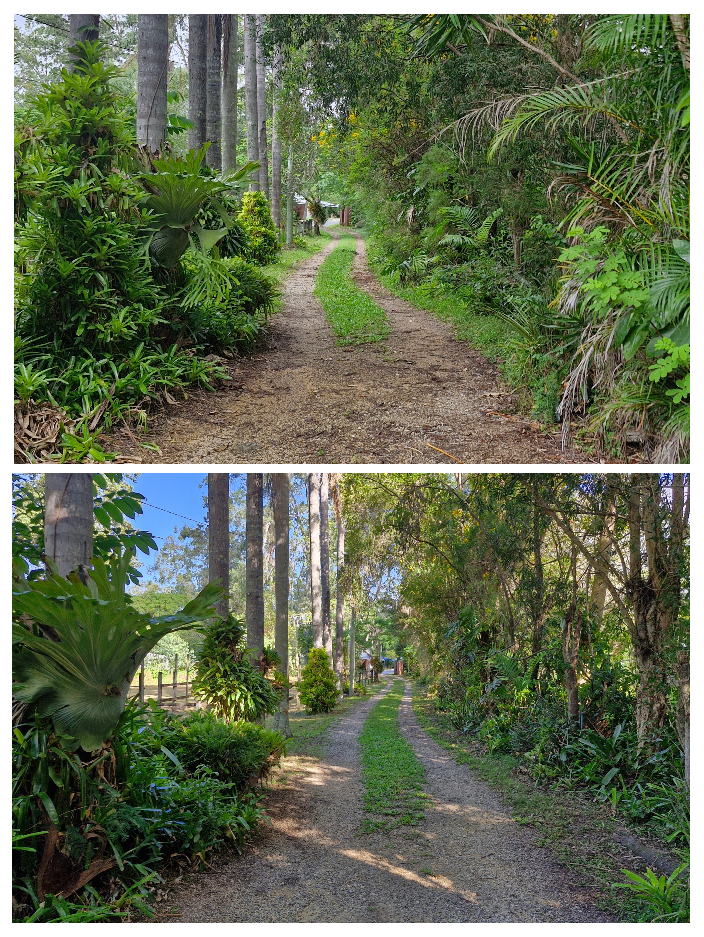 Before and after collage of a tropical driveway trim