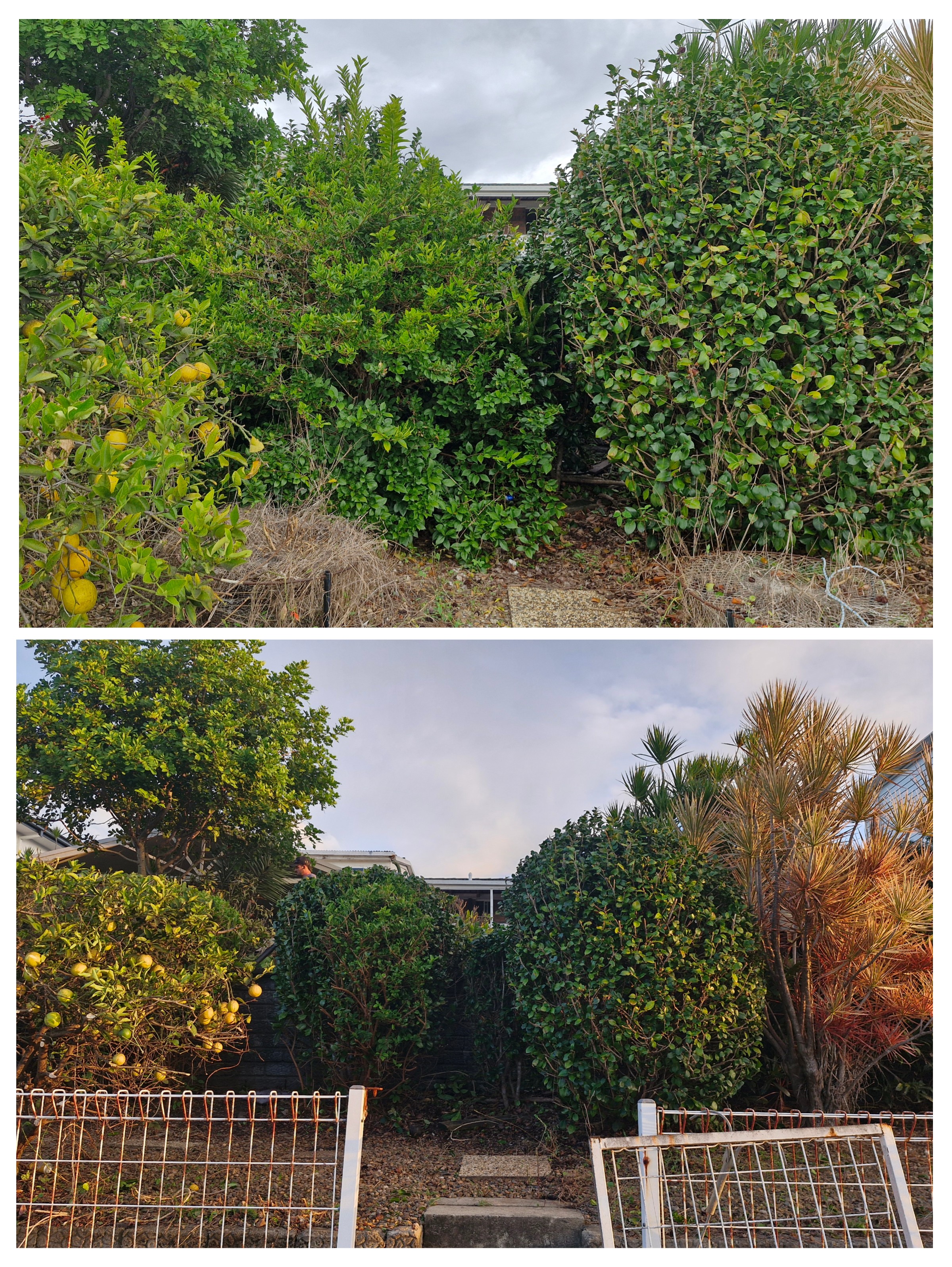 Before and after collage of hedge and shrub trimming