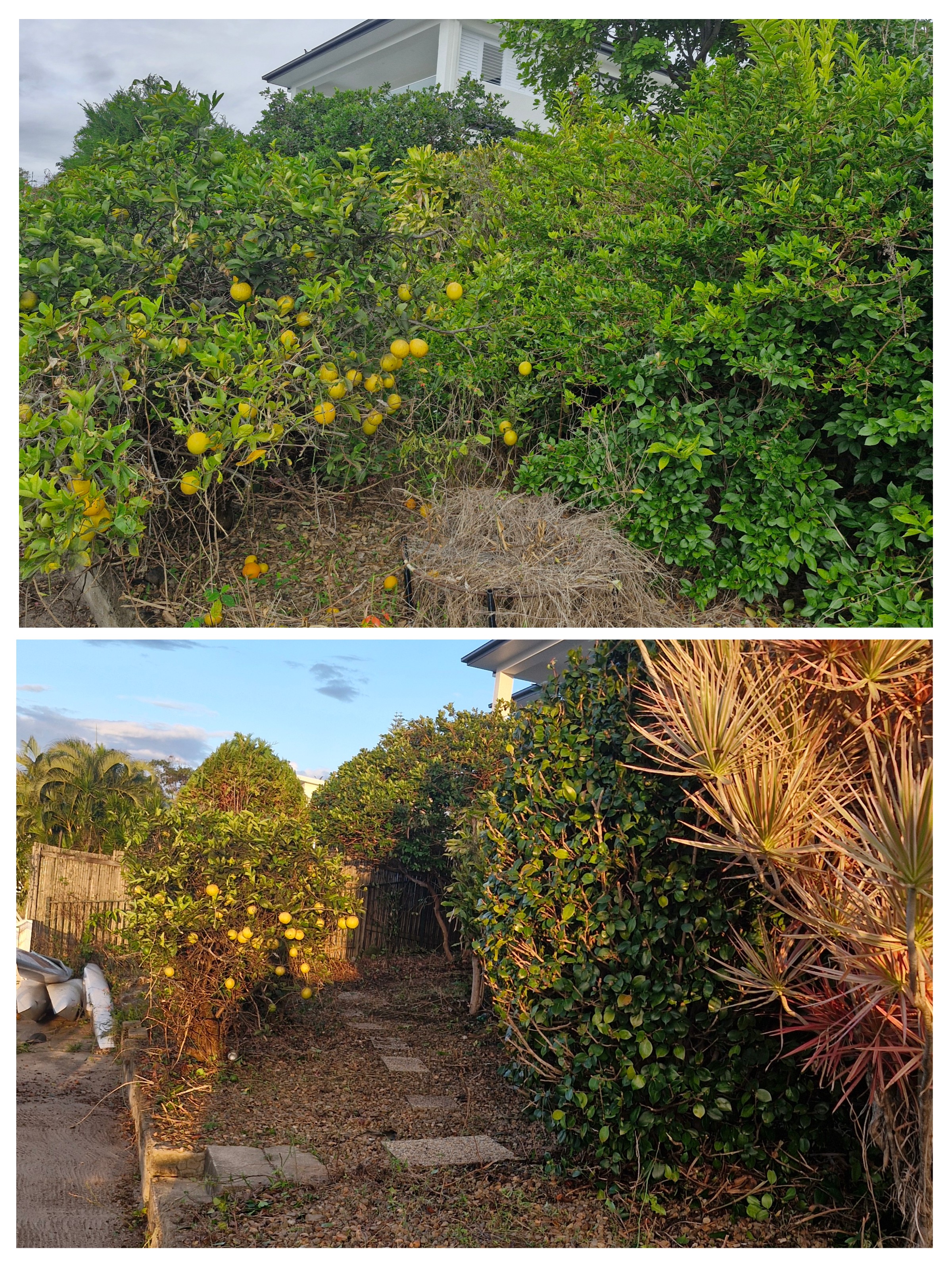 Before and after collage of fruit tree and hedge clearing