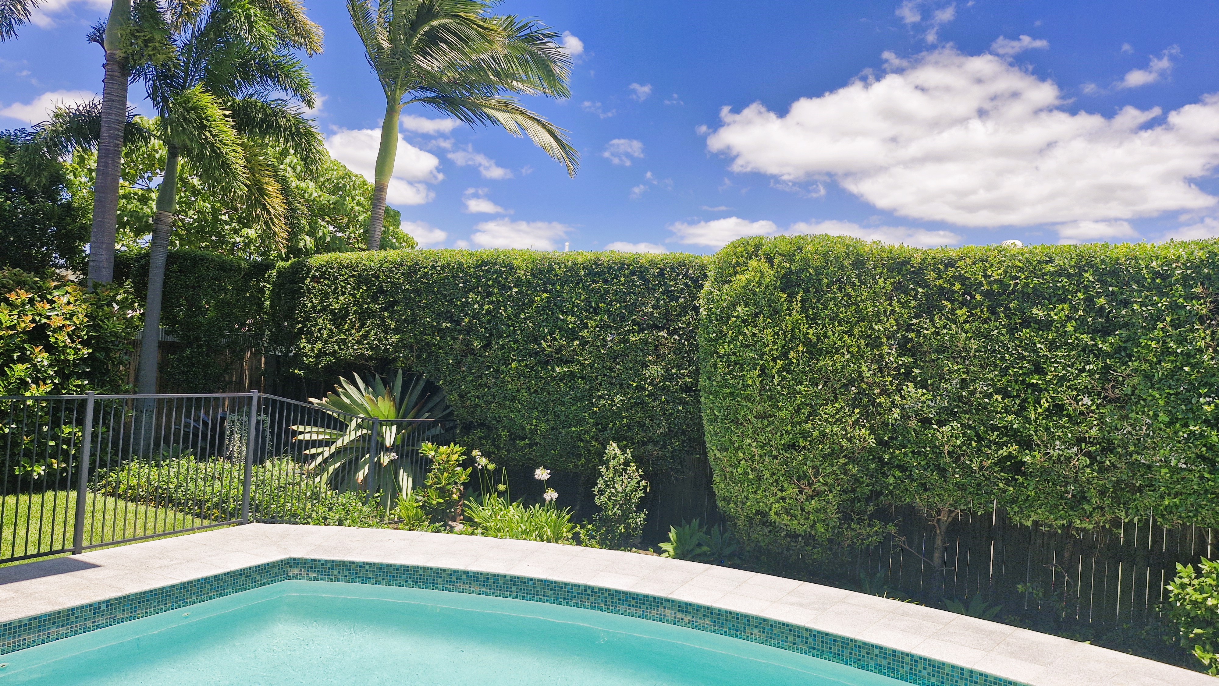 Poolside hedge trim at private residence angle 1