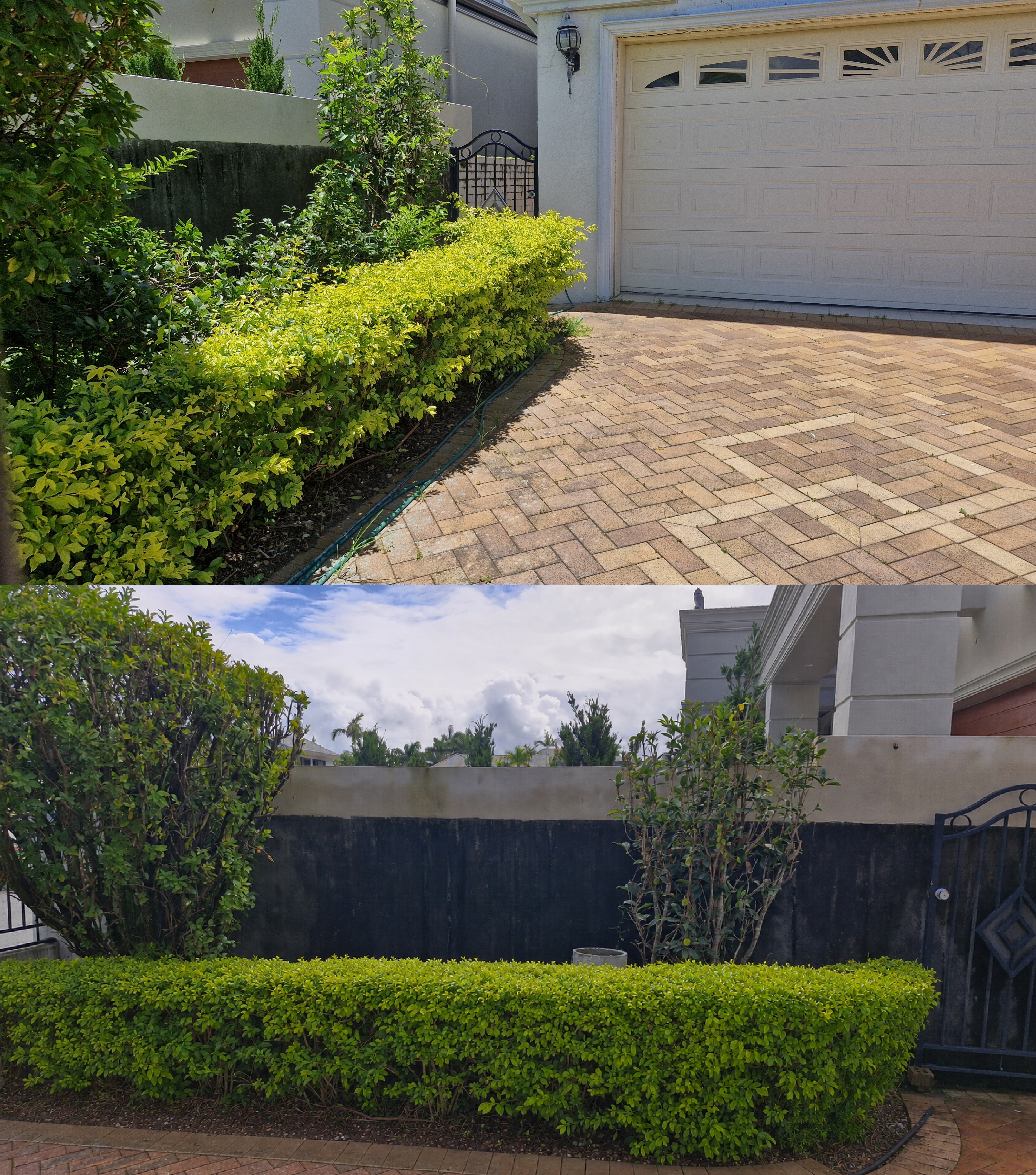 Before and after of hedge tidy-up