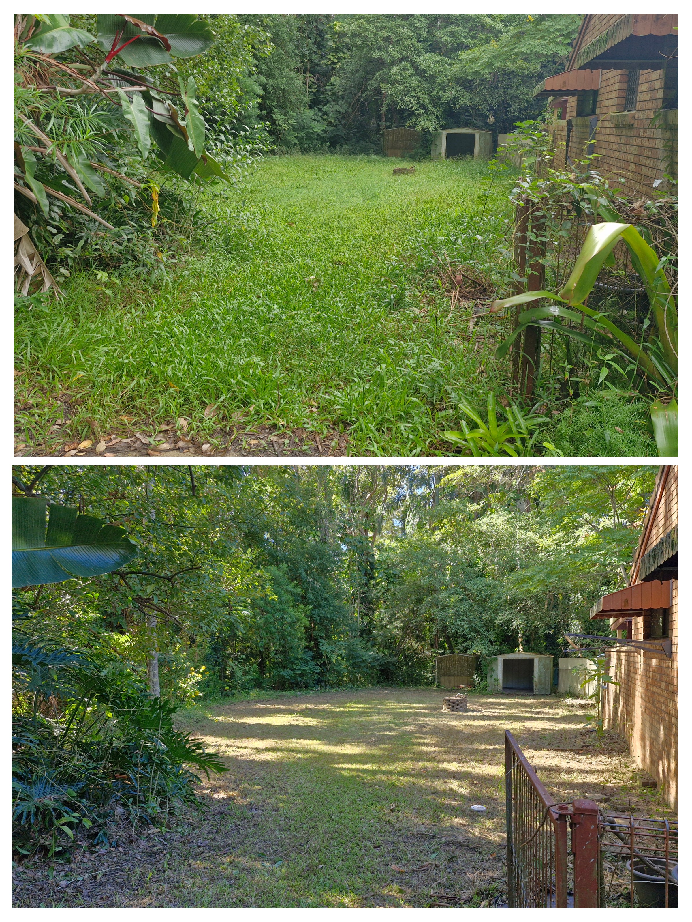 Before and after collage of an overgrown yard clean-up