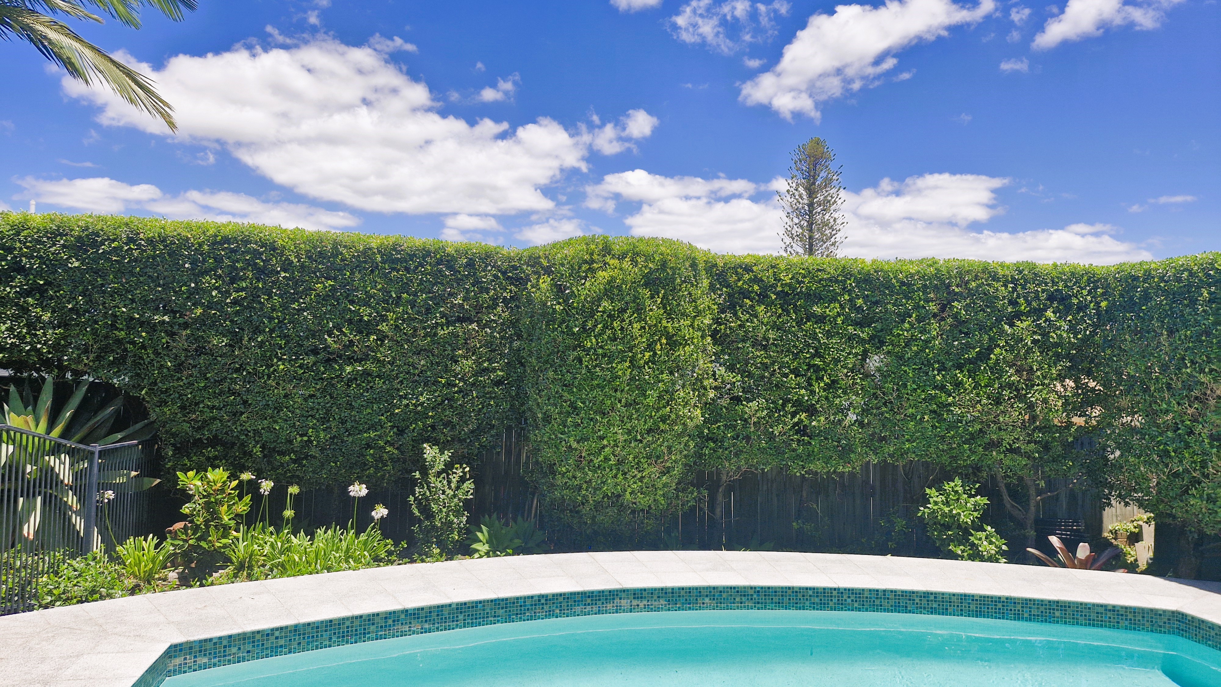 Poolside hedge trim at private residence angle 2