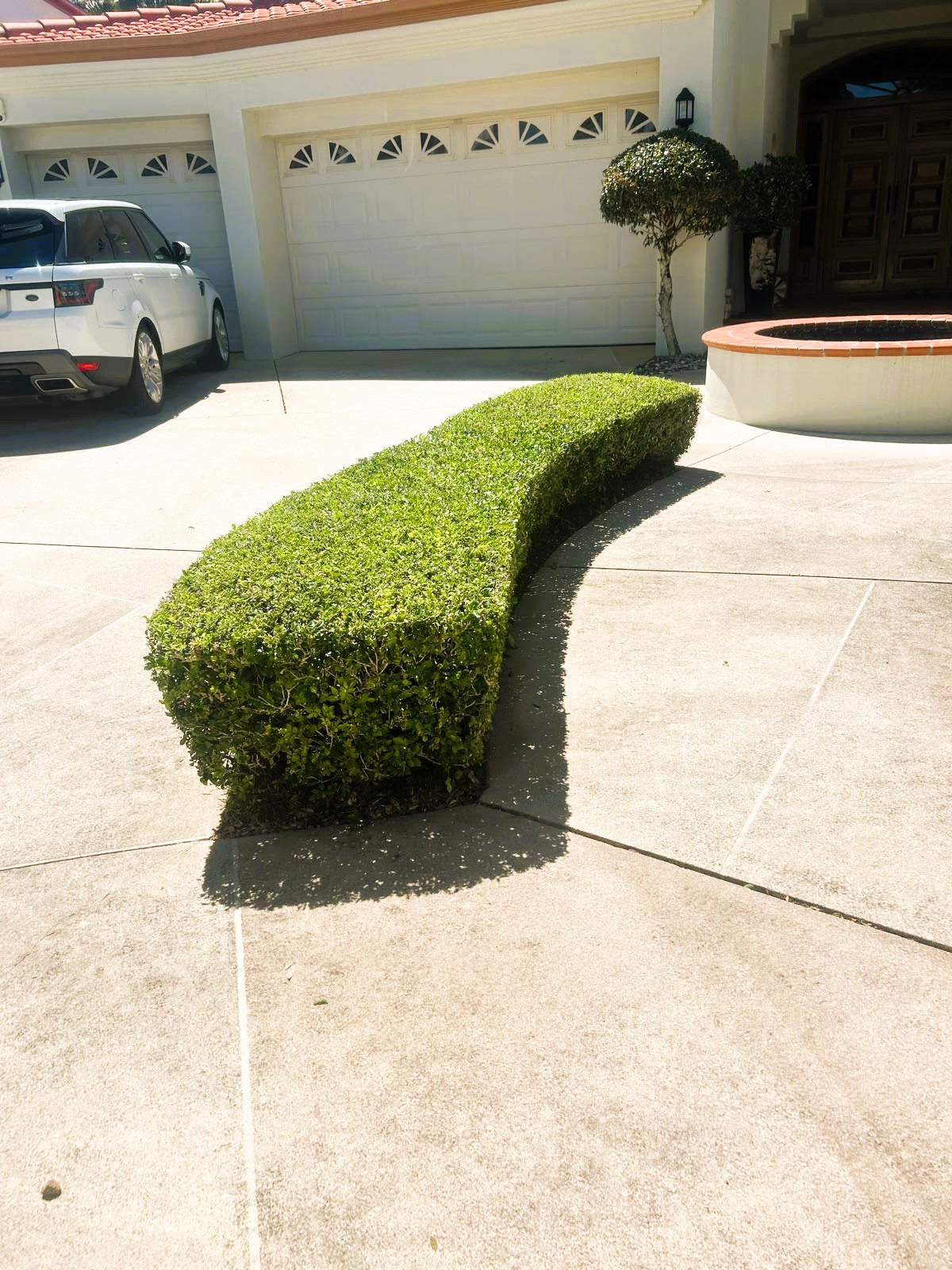 Precision-shaped curved driveway hedge with topiary ball and luxury home entrance in the background