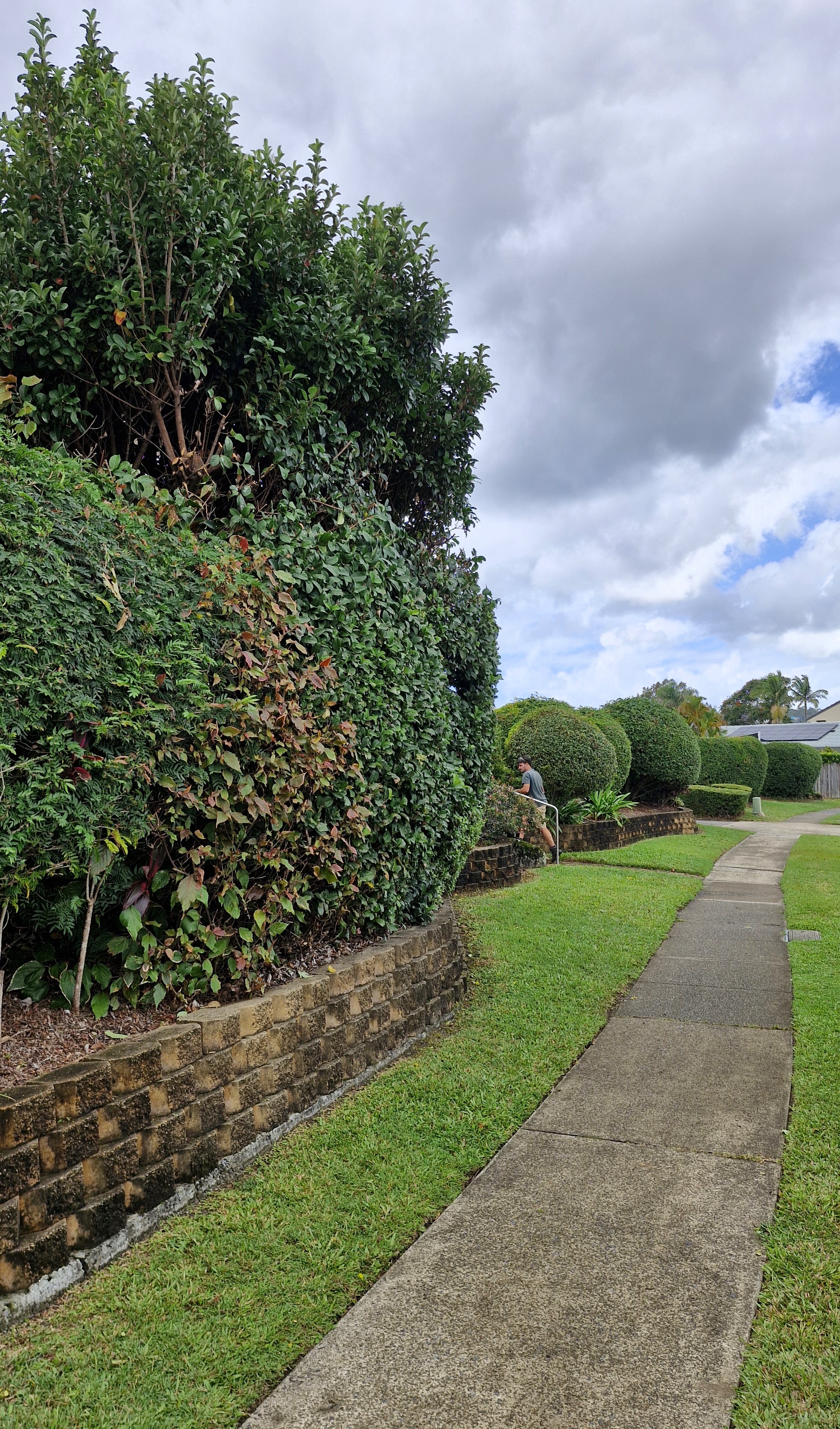 Neatly shaped hedges along a residential footpath