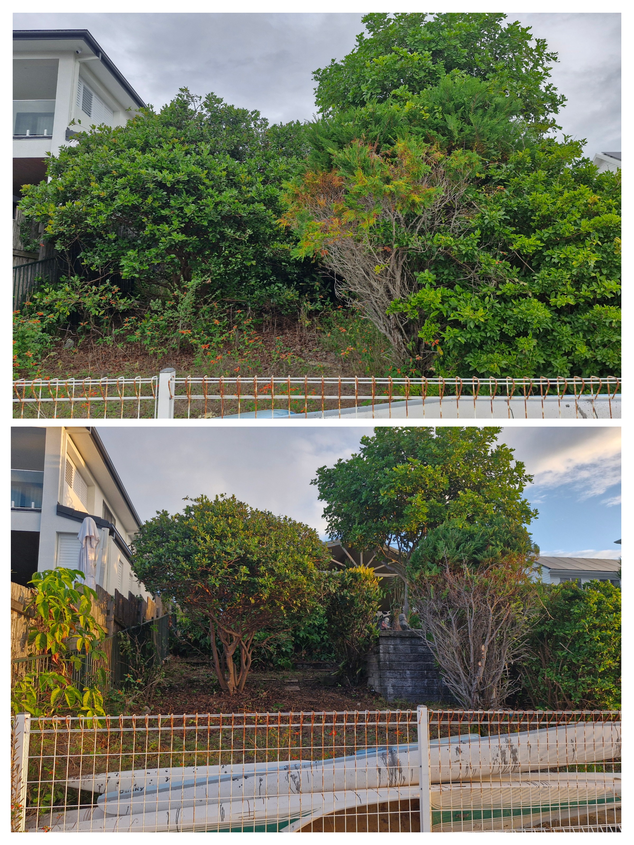 Before and after collage of a garden clean-up and shaping