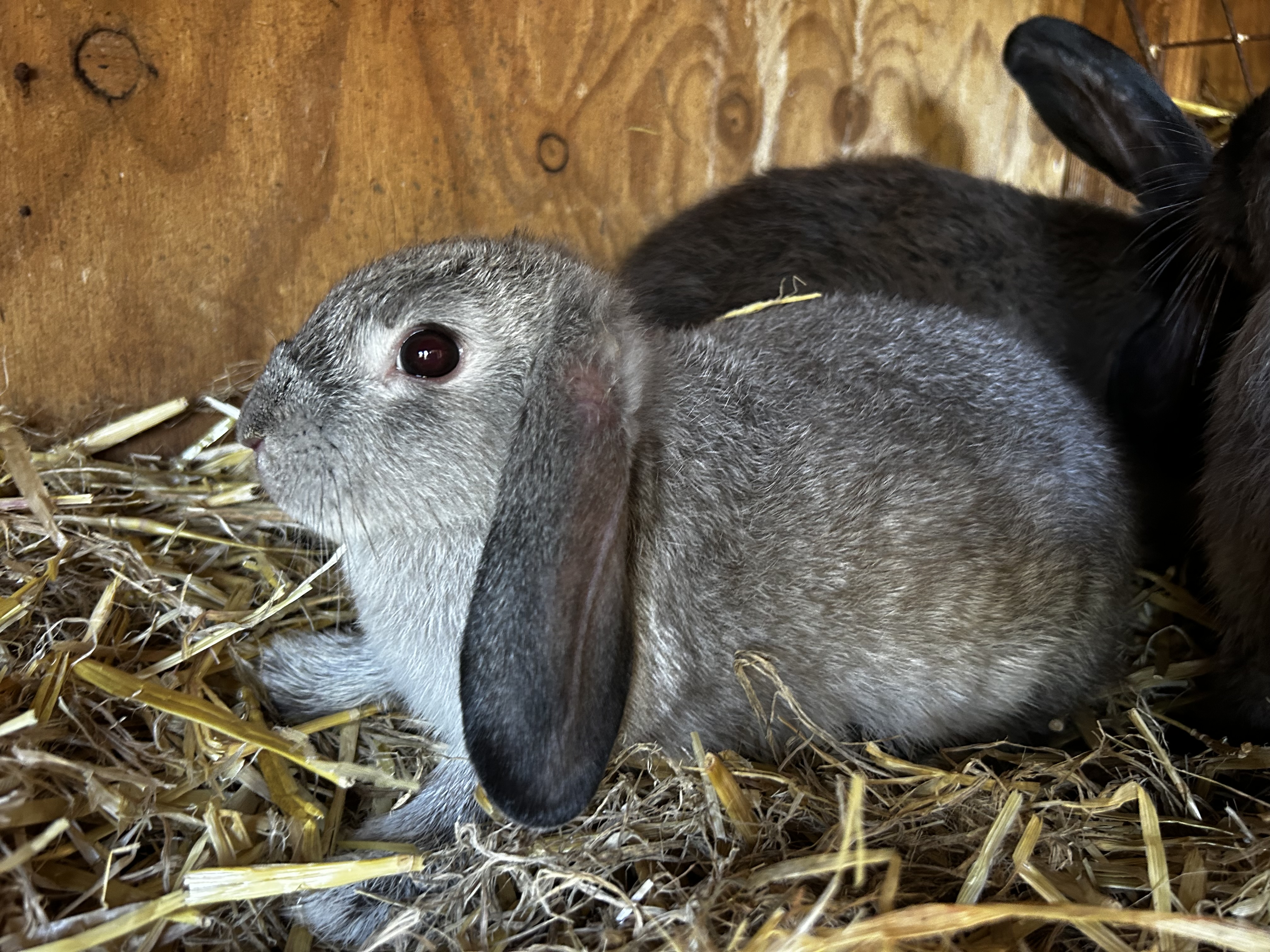 Mini Lop x Californian – Grey