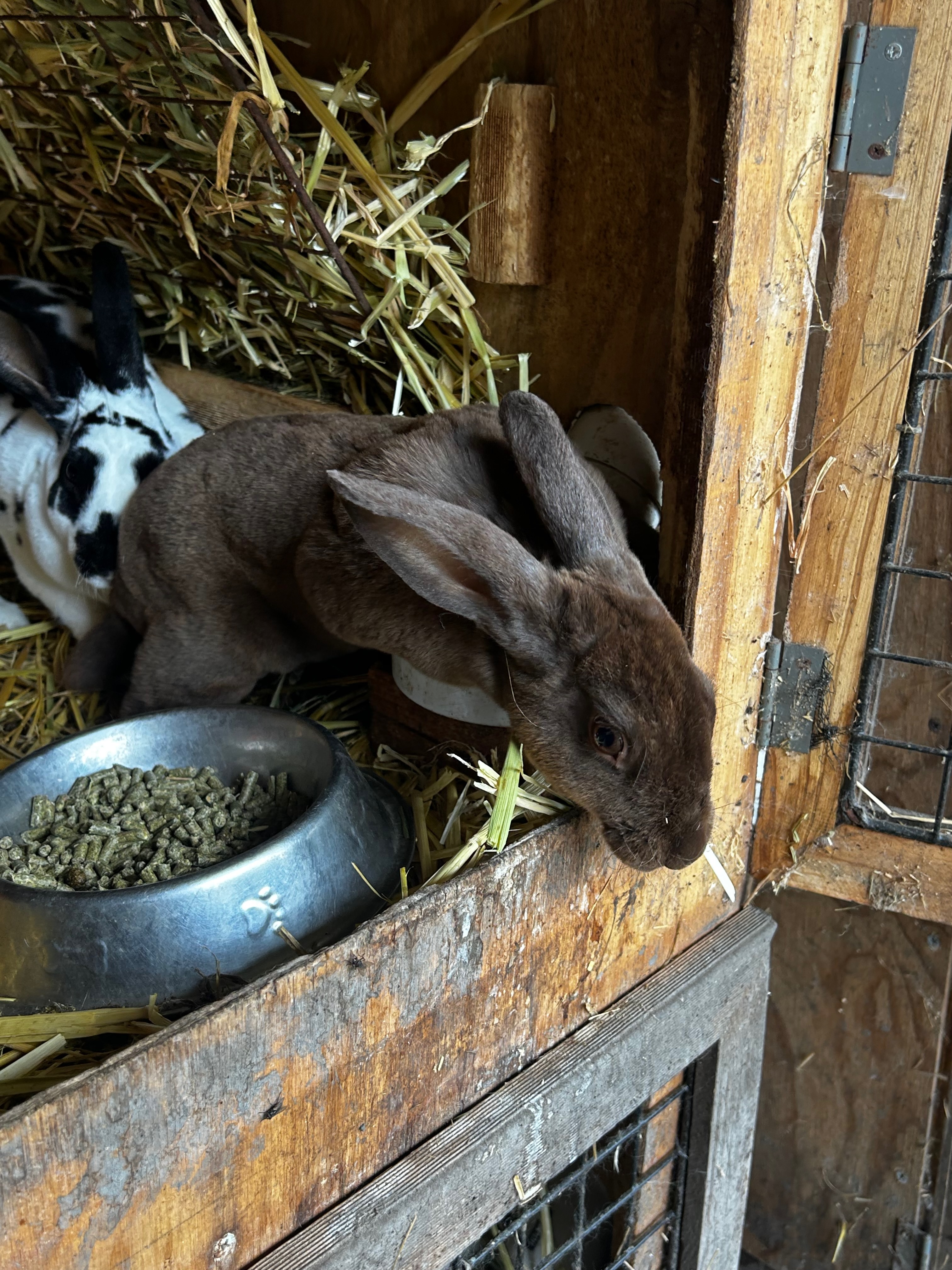 Pure Mini Rex – Chocolate
