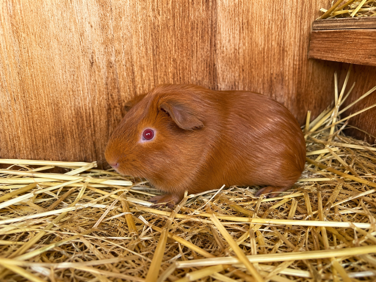 Guinea Pig #3 โ Dark Ginger