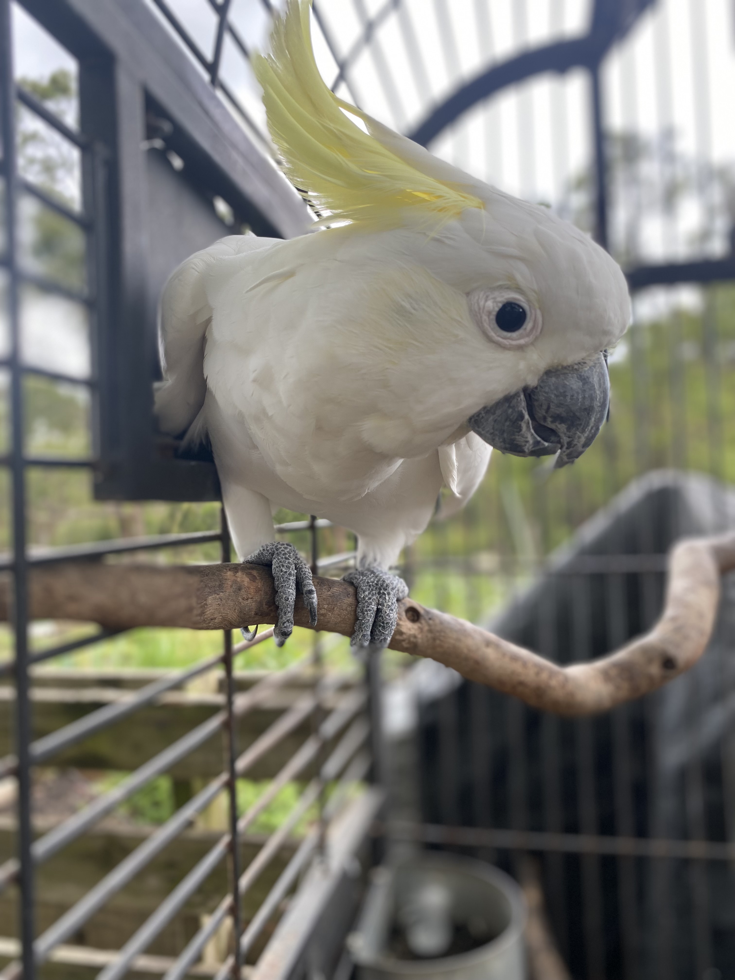 Batman the sulphur crested cockatoo on his perch