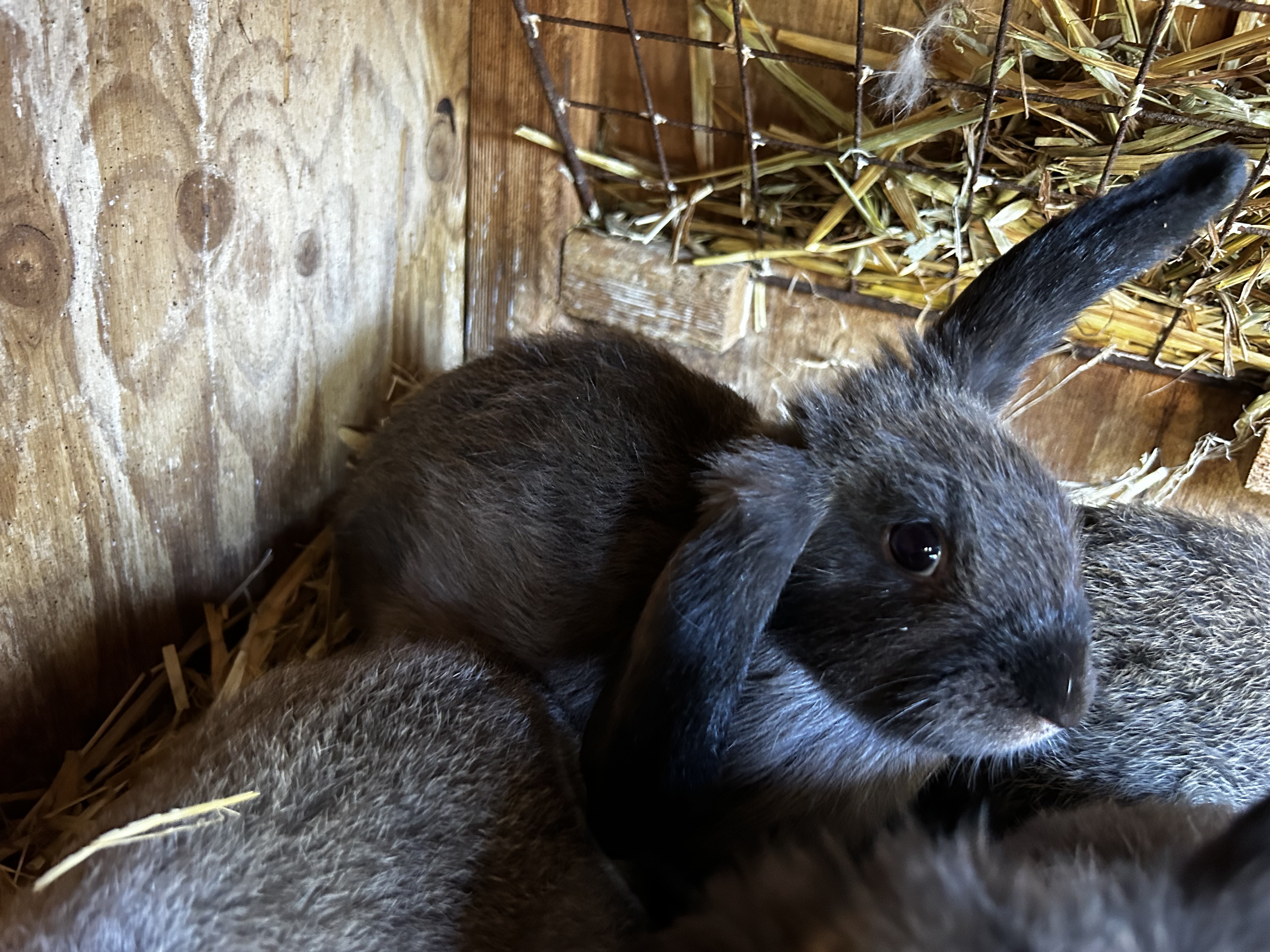 Mini Lop x Californian – Brown