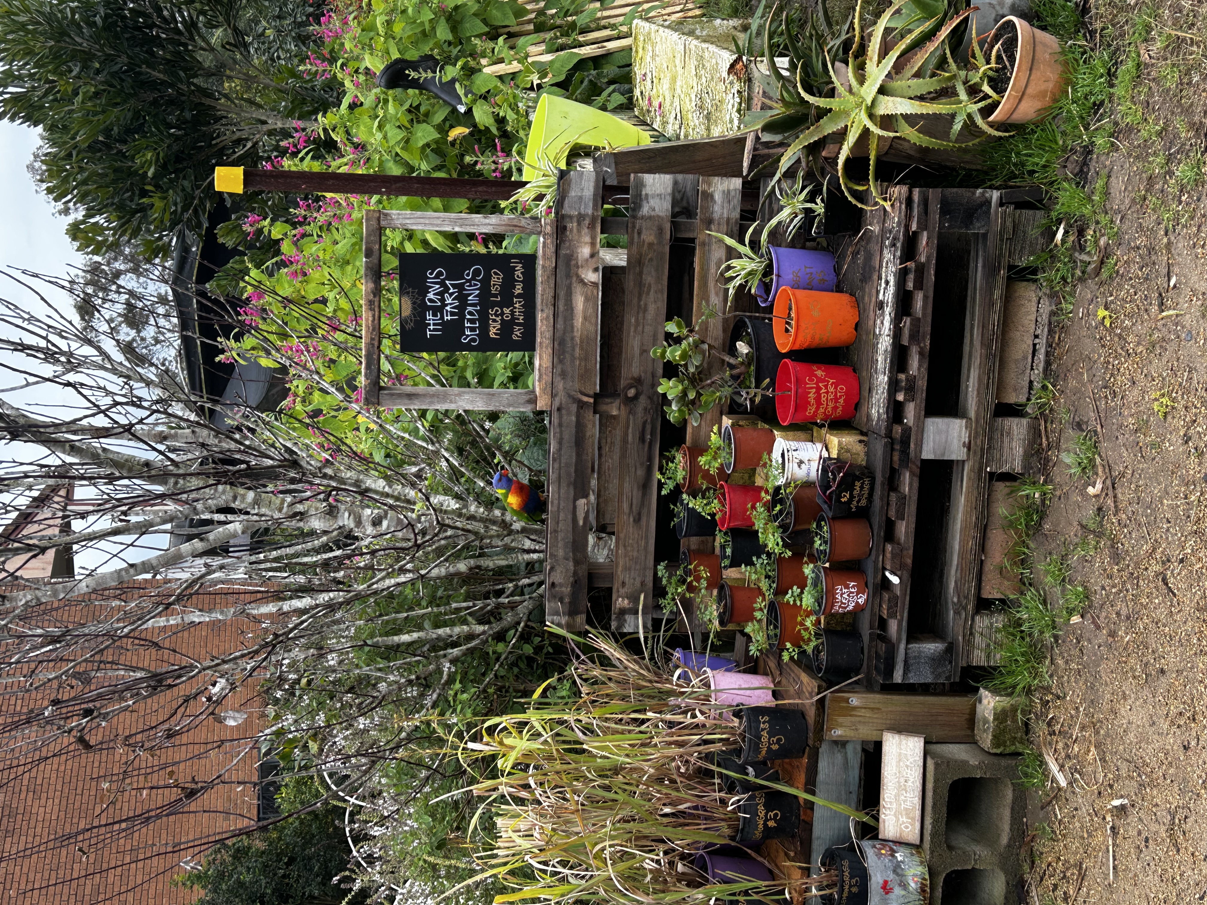The Davis Farm seedlings stand with a rainbow lorikeet