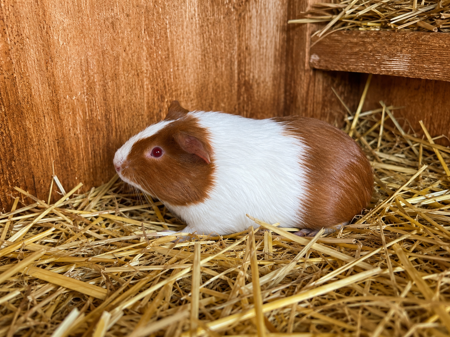 Guinea Pig #2 โ Brown & White