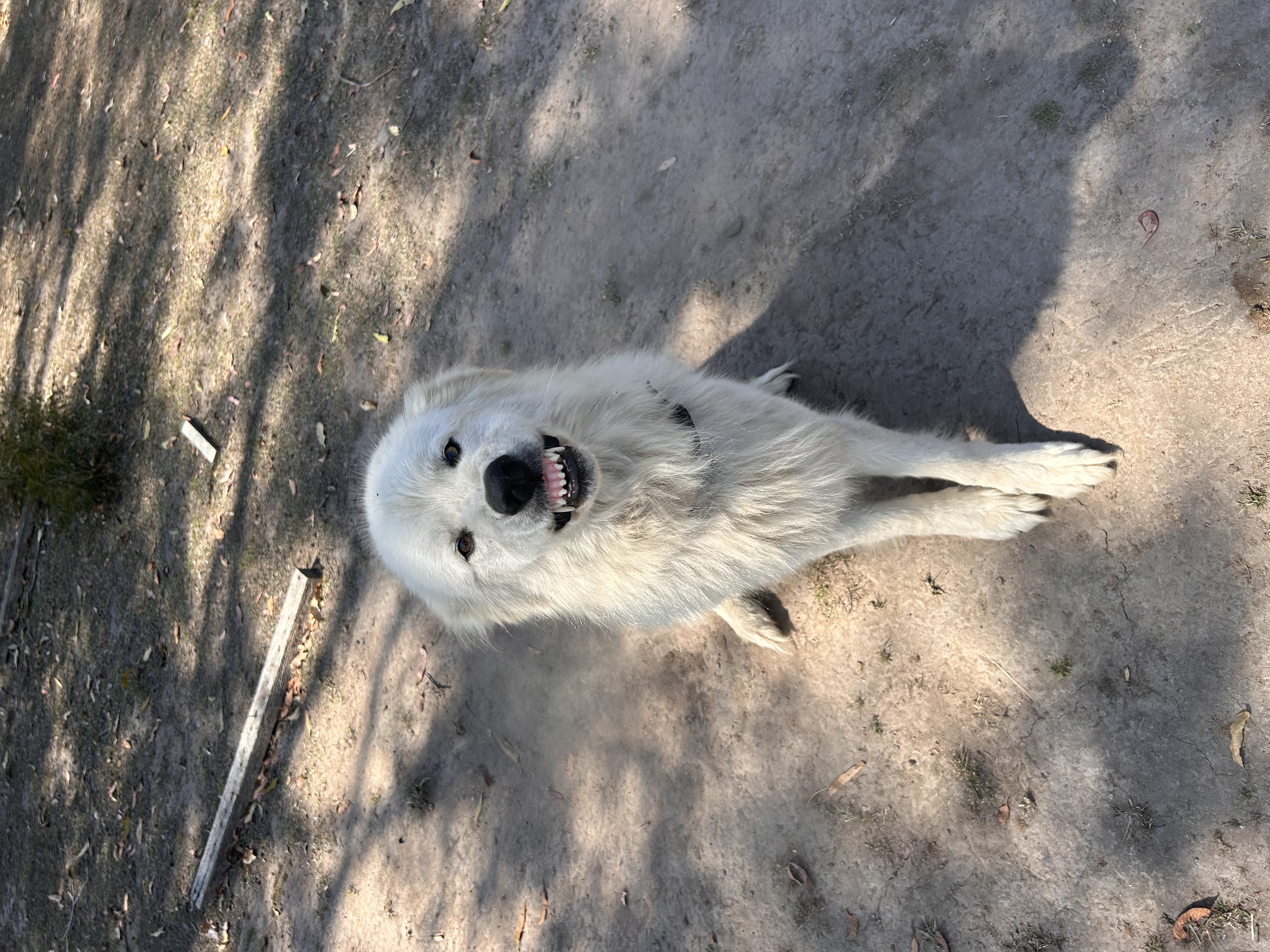 Smiling Maremma guardian dog at The Davis Farm
