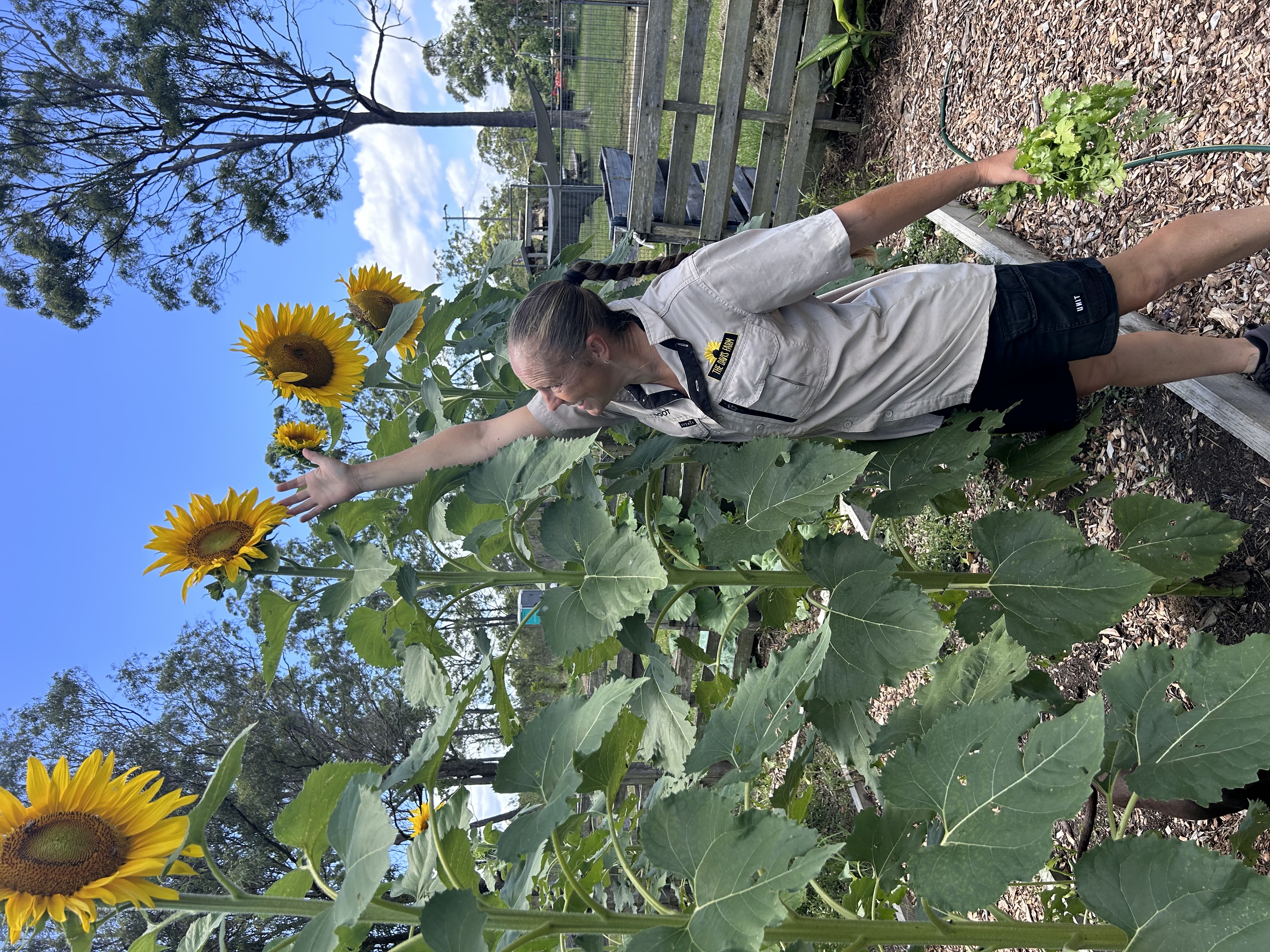Giant sunflowers growing in the farm garden