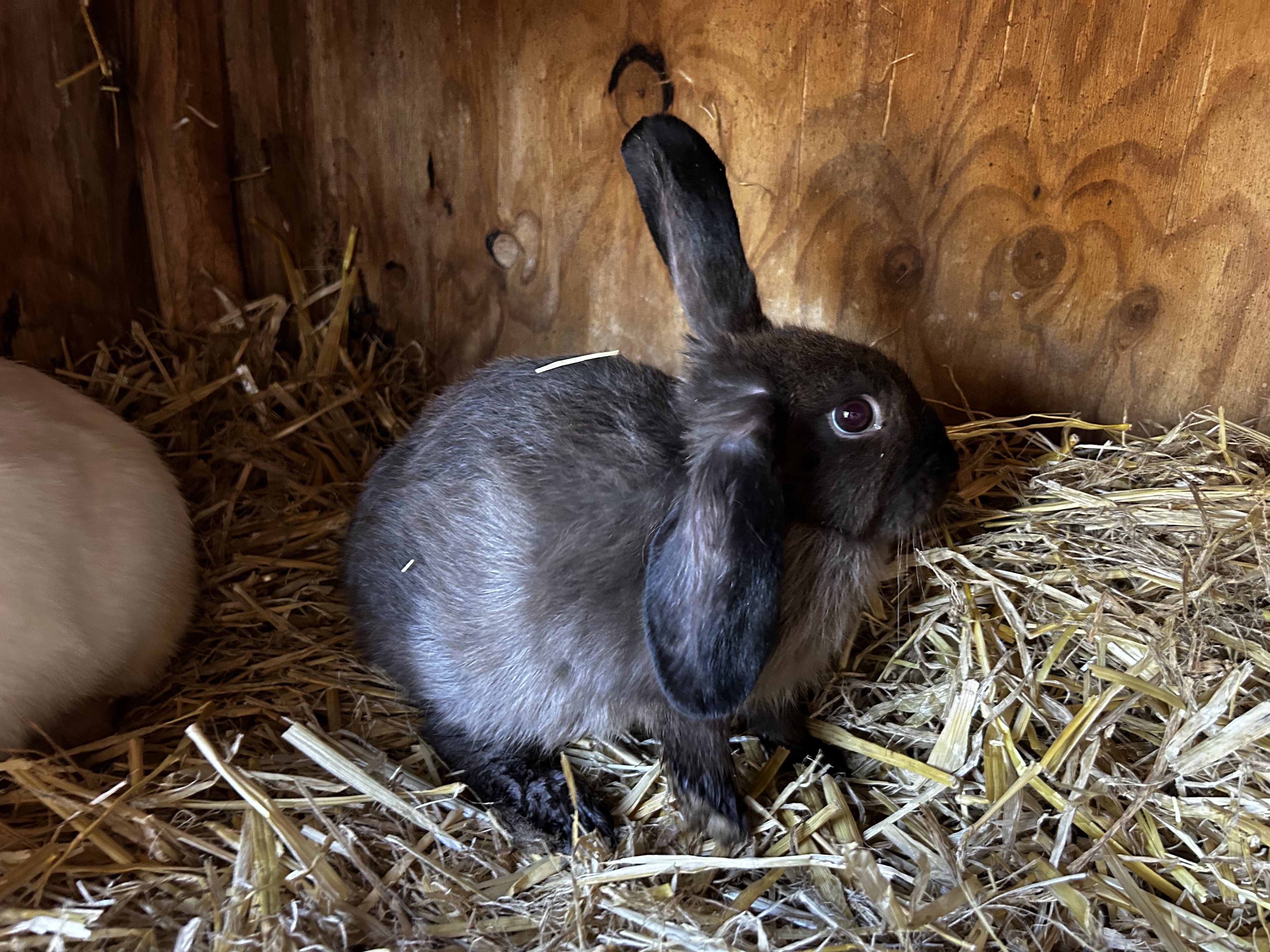 Mini Lop x Californian – Dark Grey