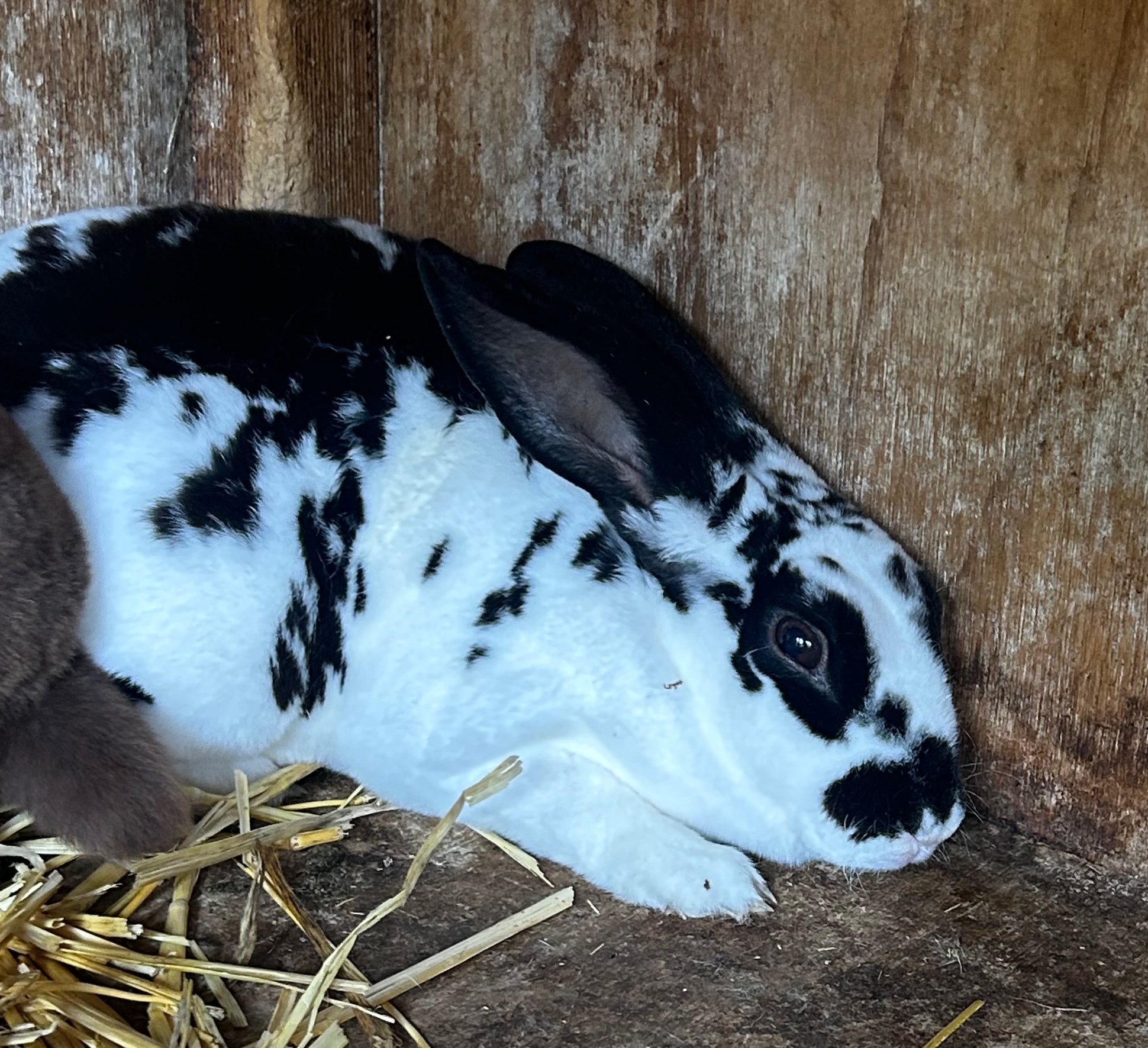 Pure Mini Rex – Black & White