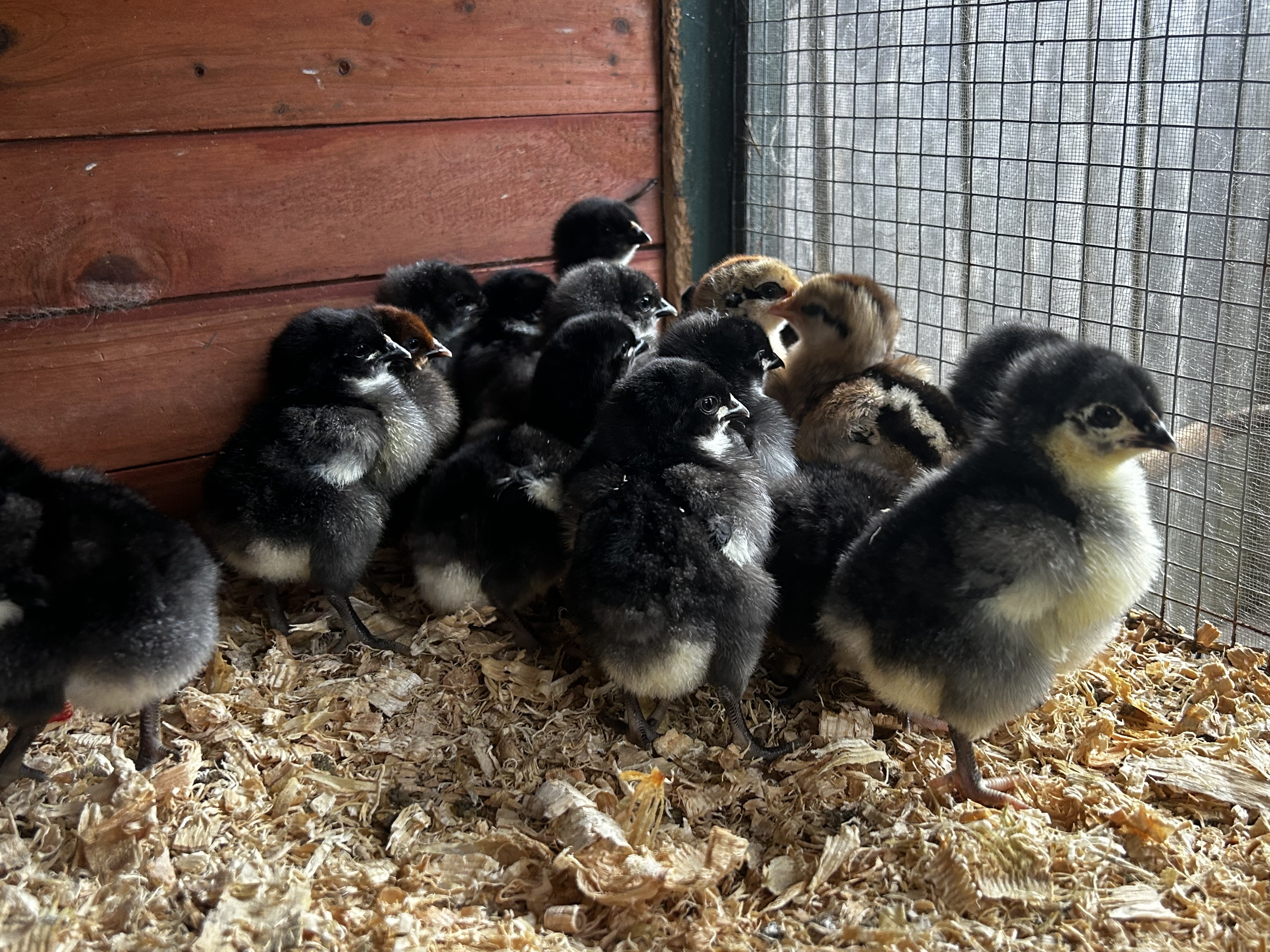 Chickens