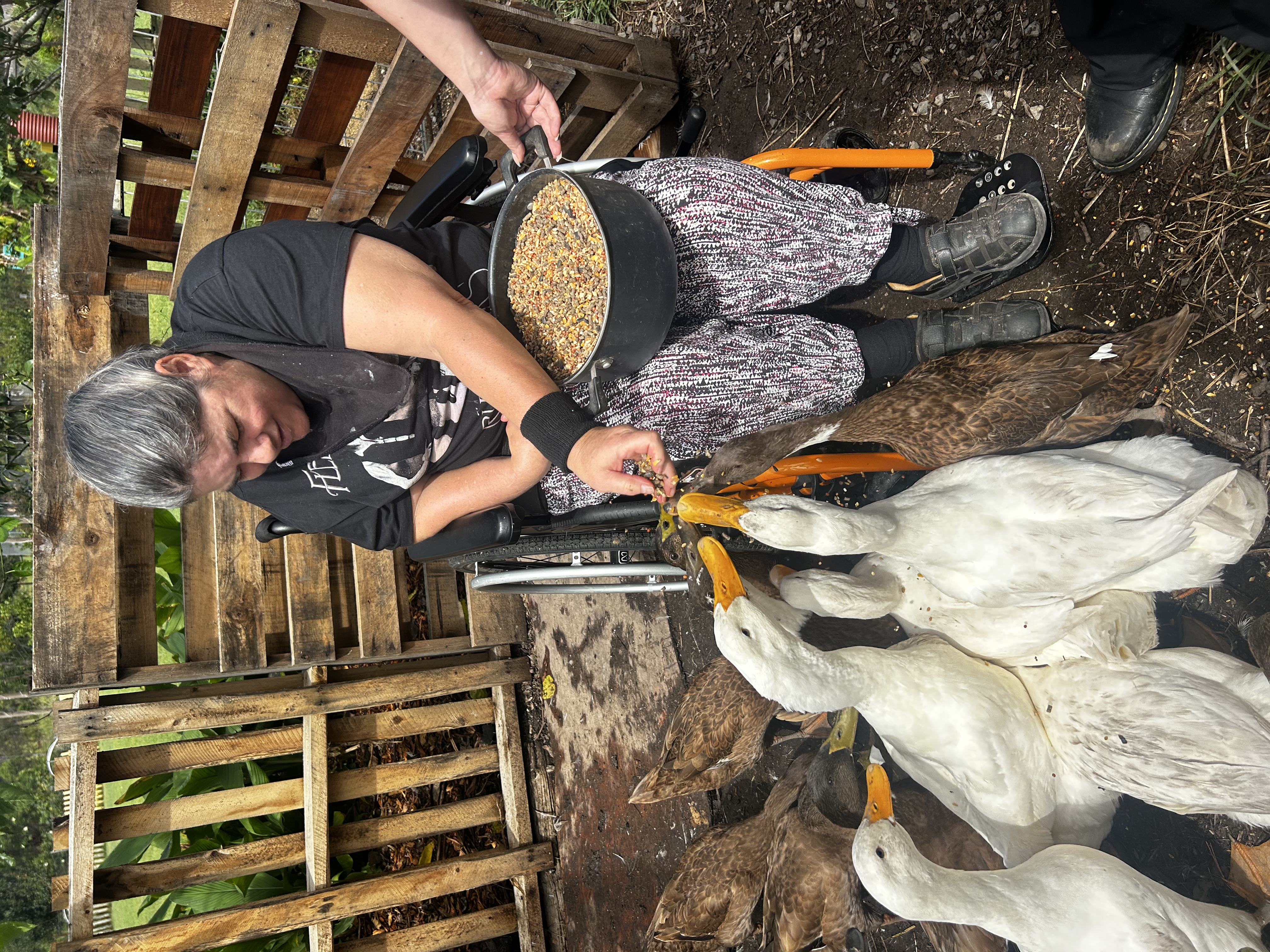 NDIS participant feeding ducks from a wheelchair at The Davis Farm