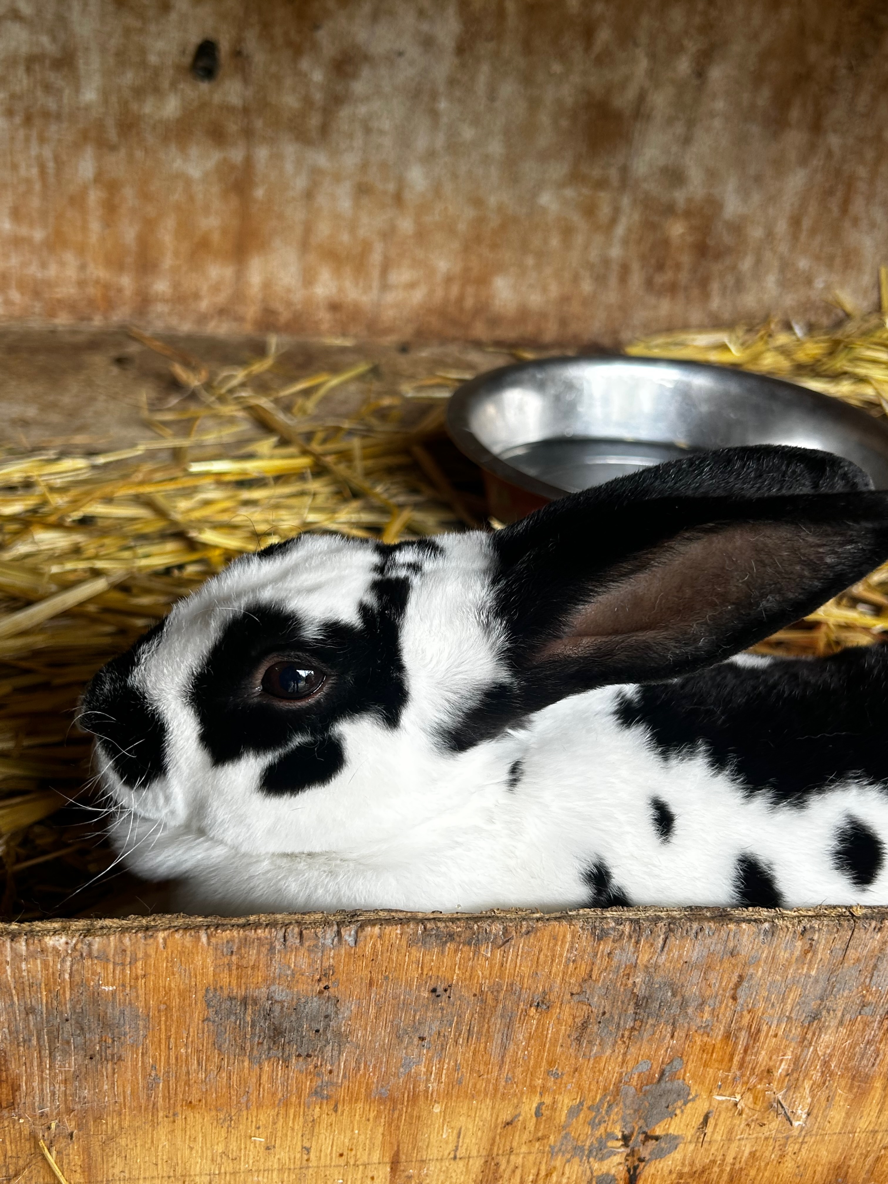 Pure Mini Rex – Black & White