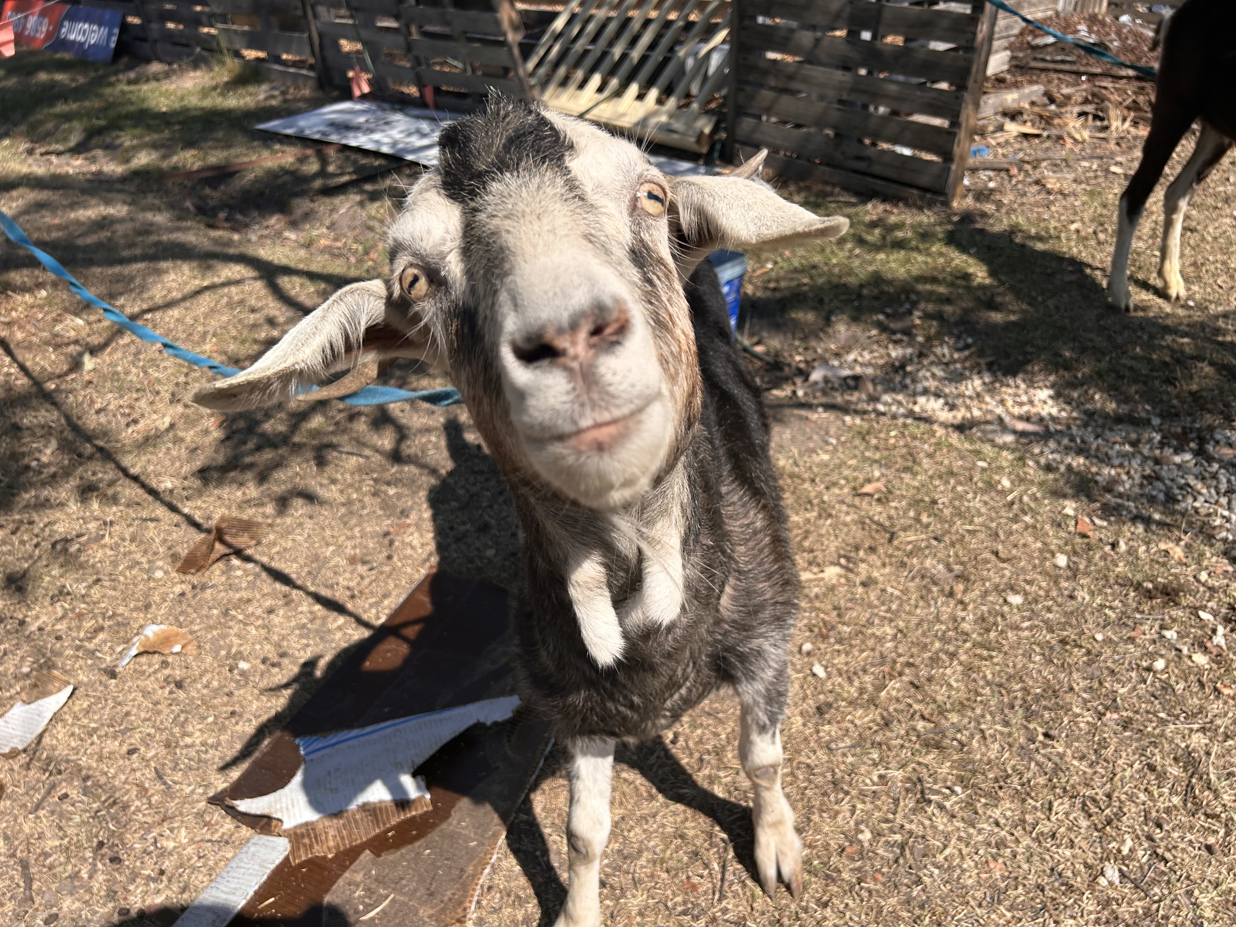 Cheeky goat looking at the camera