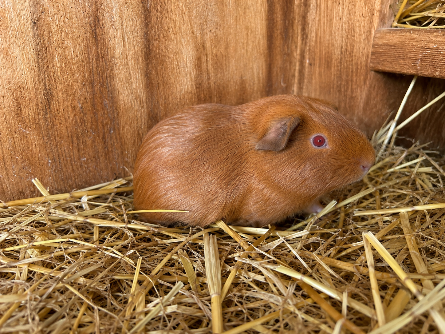 Guinea Pig #1 โ Ginger