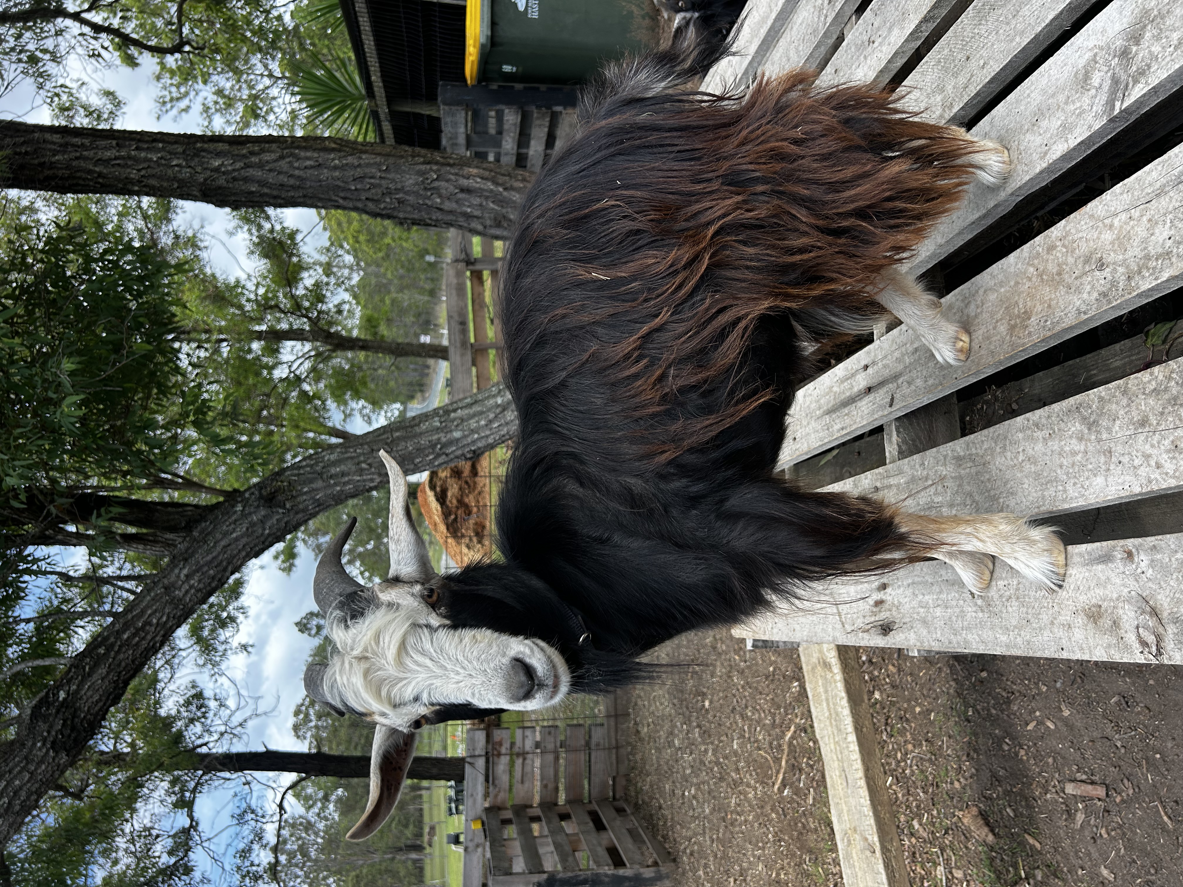 Beautiful black and white goat standing on a wooden platform