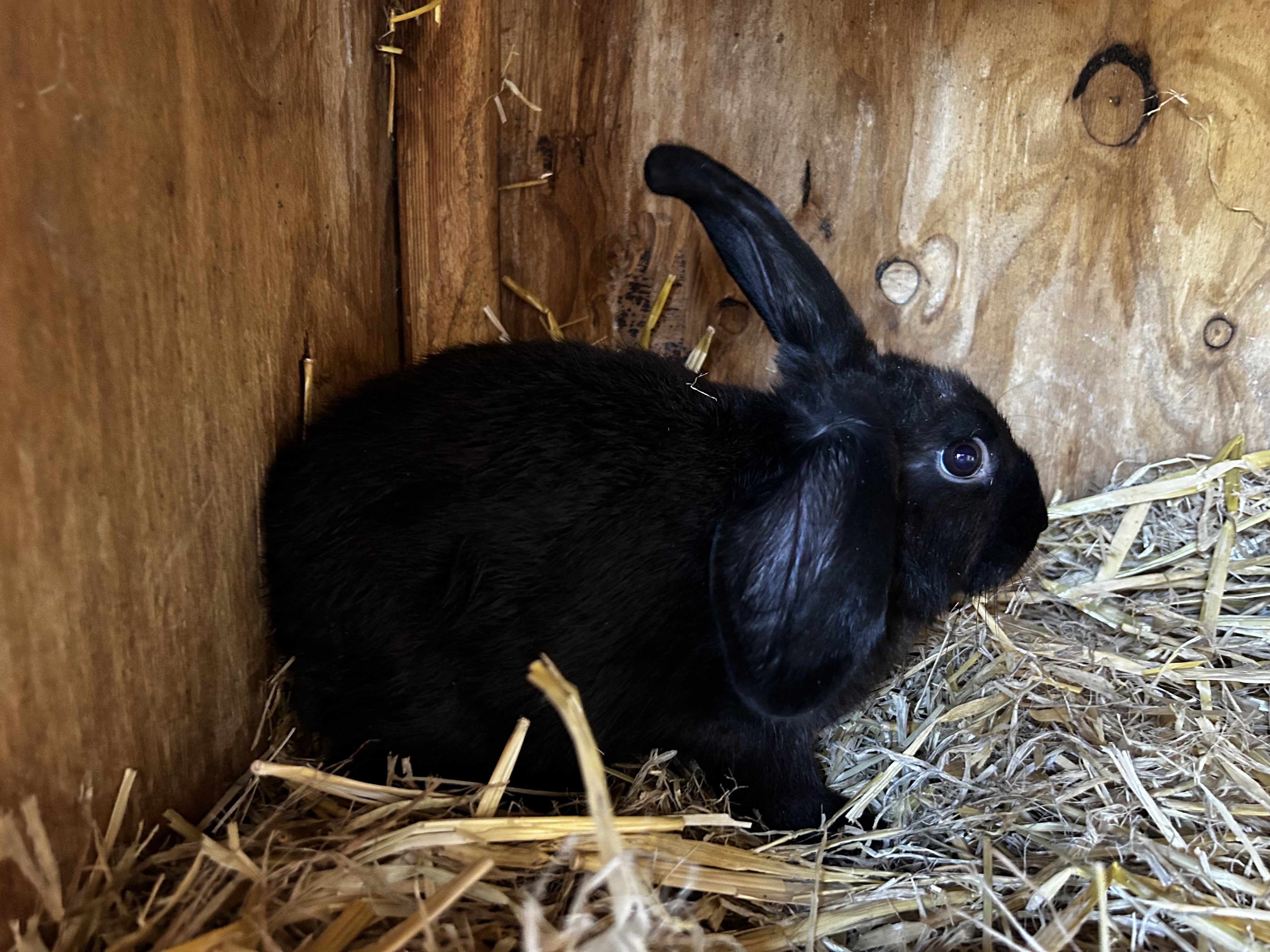 Mini Lop x Californian – Black