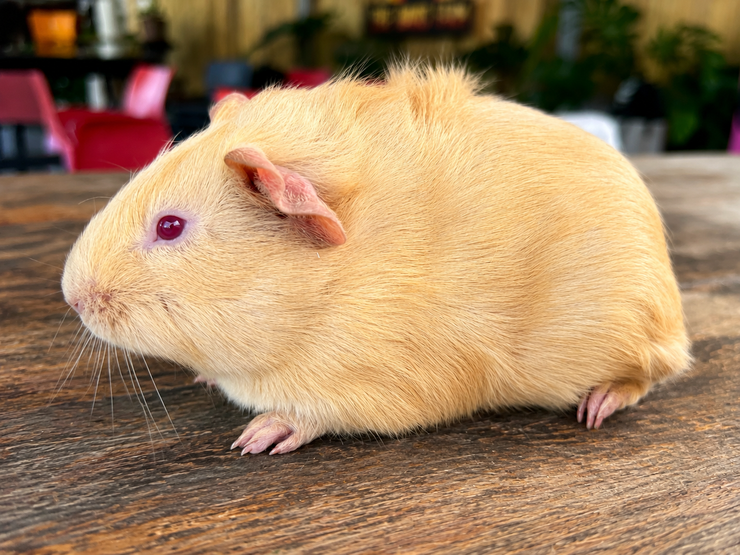 Guinea Pig #4 โ Cream
