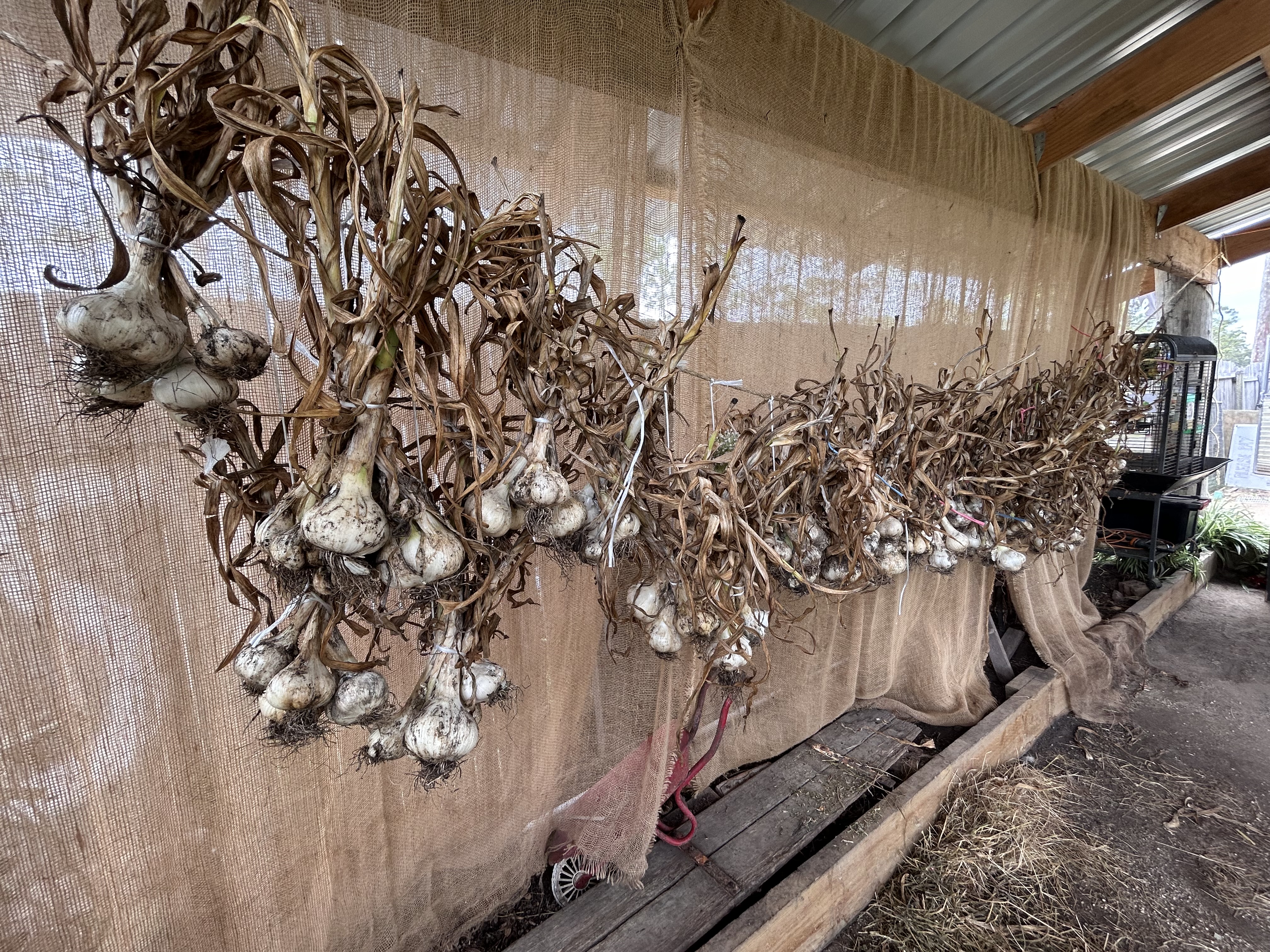 Garlic drying on the line at The Davis Farm