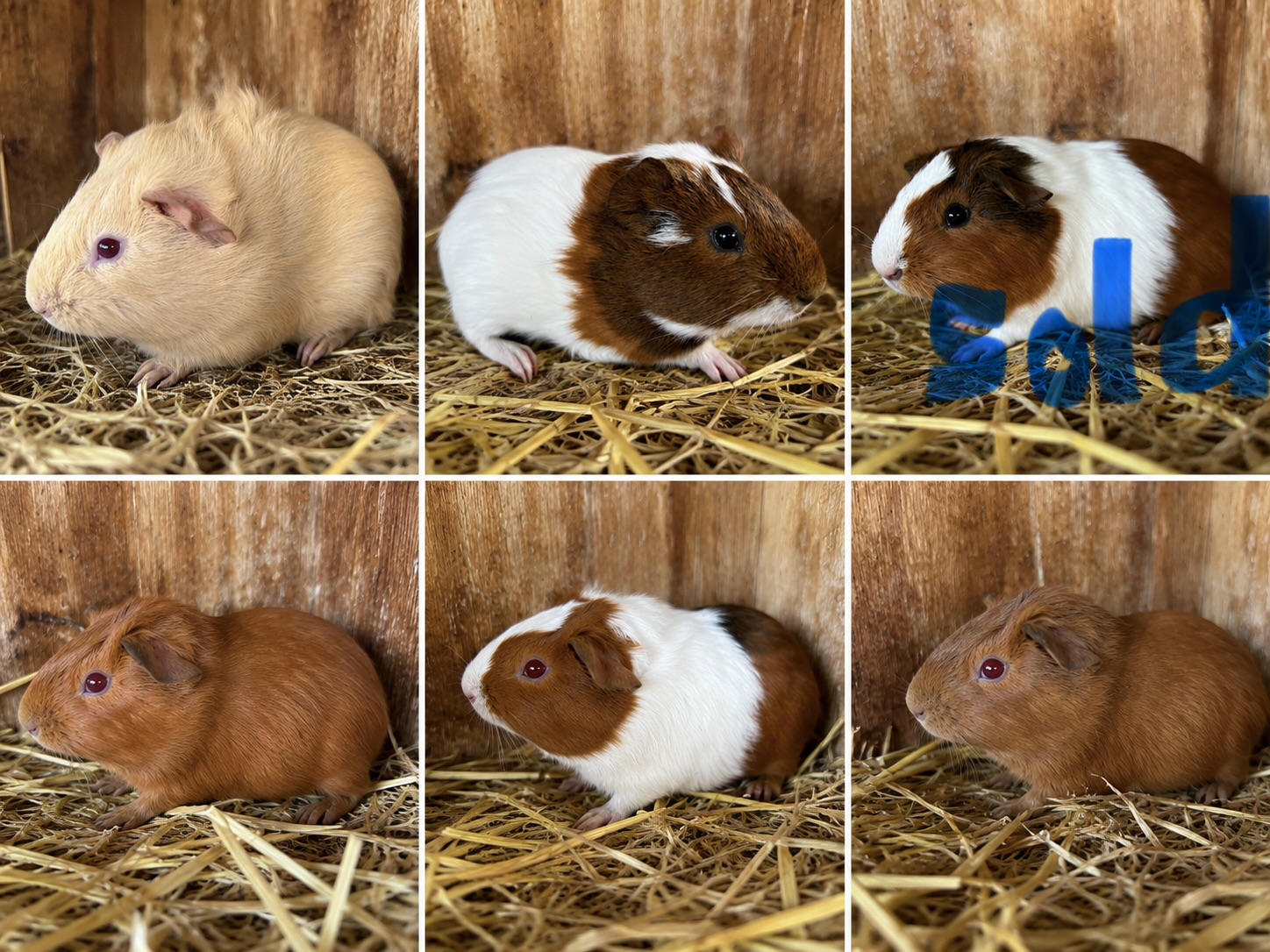 All baby guinea pigs