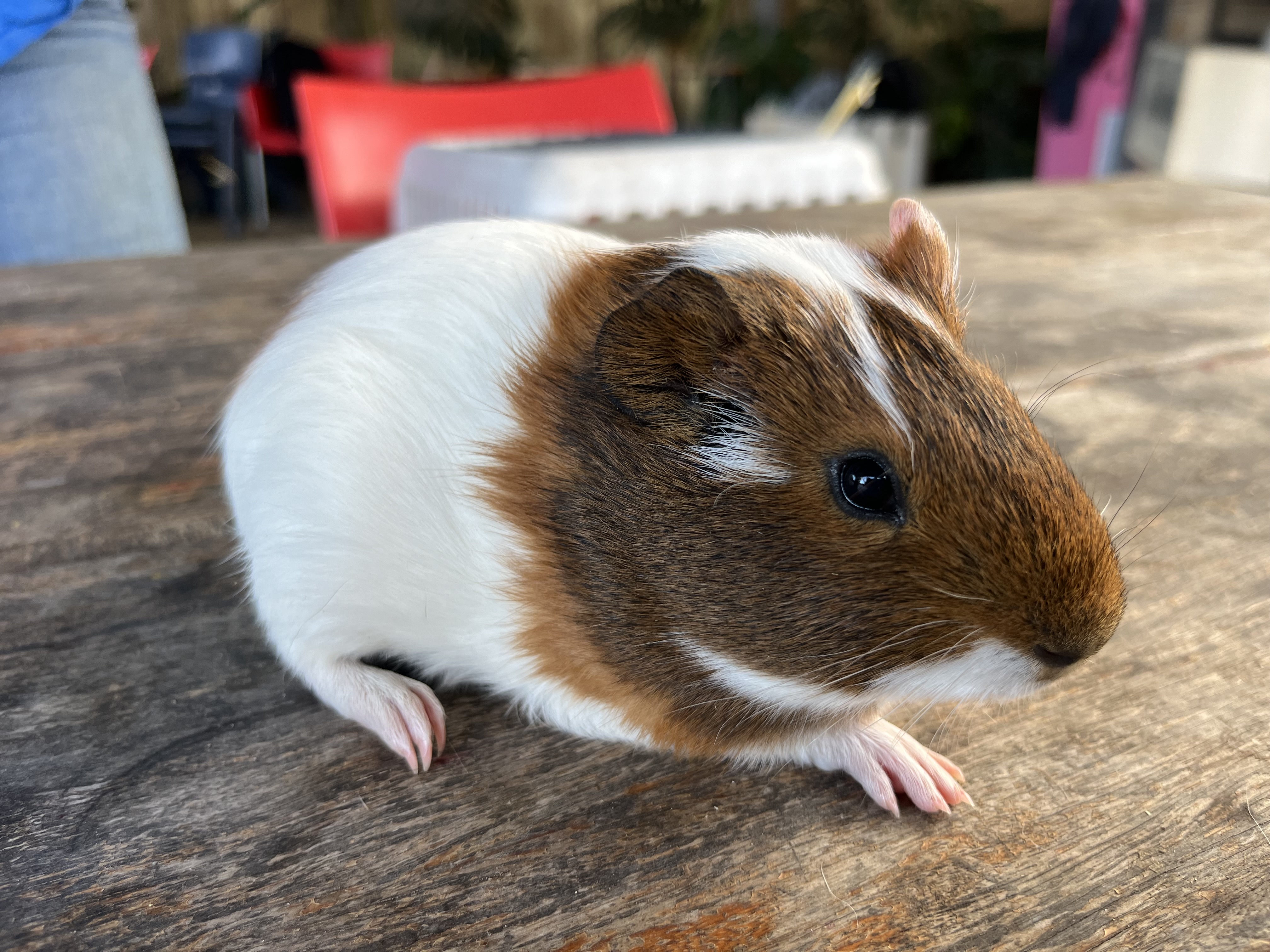 Guinea Pig #5 โ Brown & White