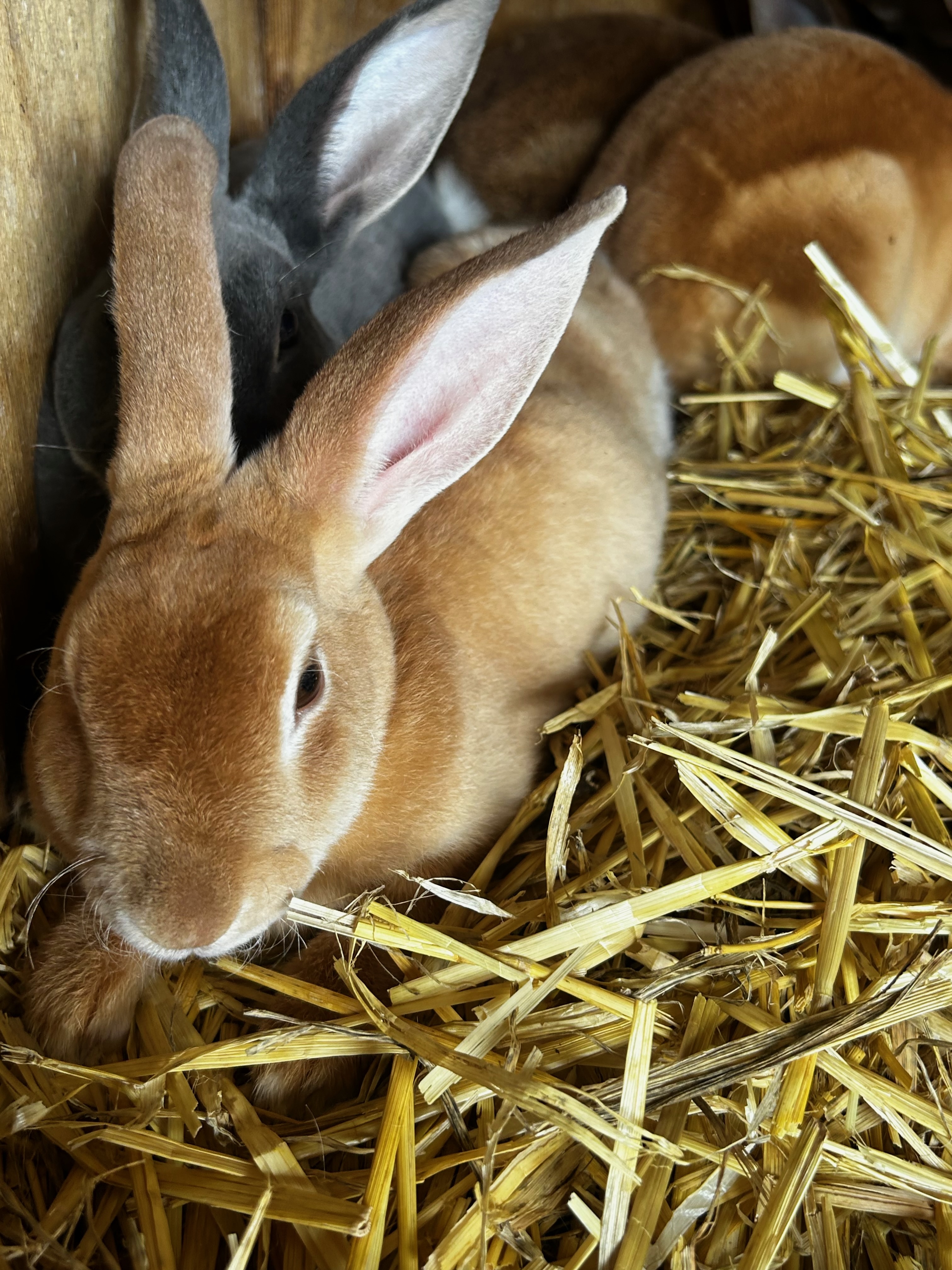 Pure Mini Rex – Light Brown