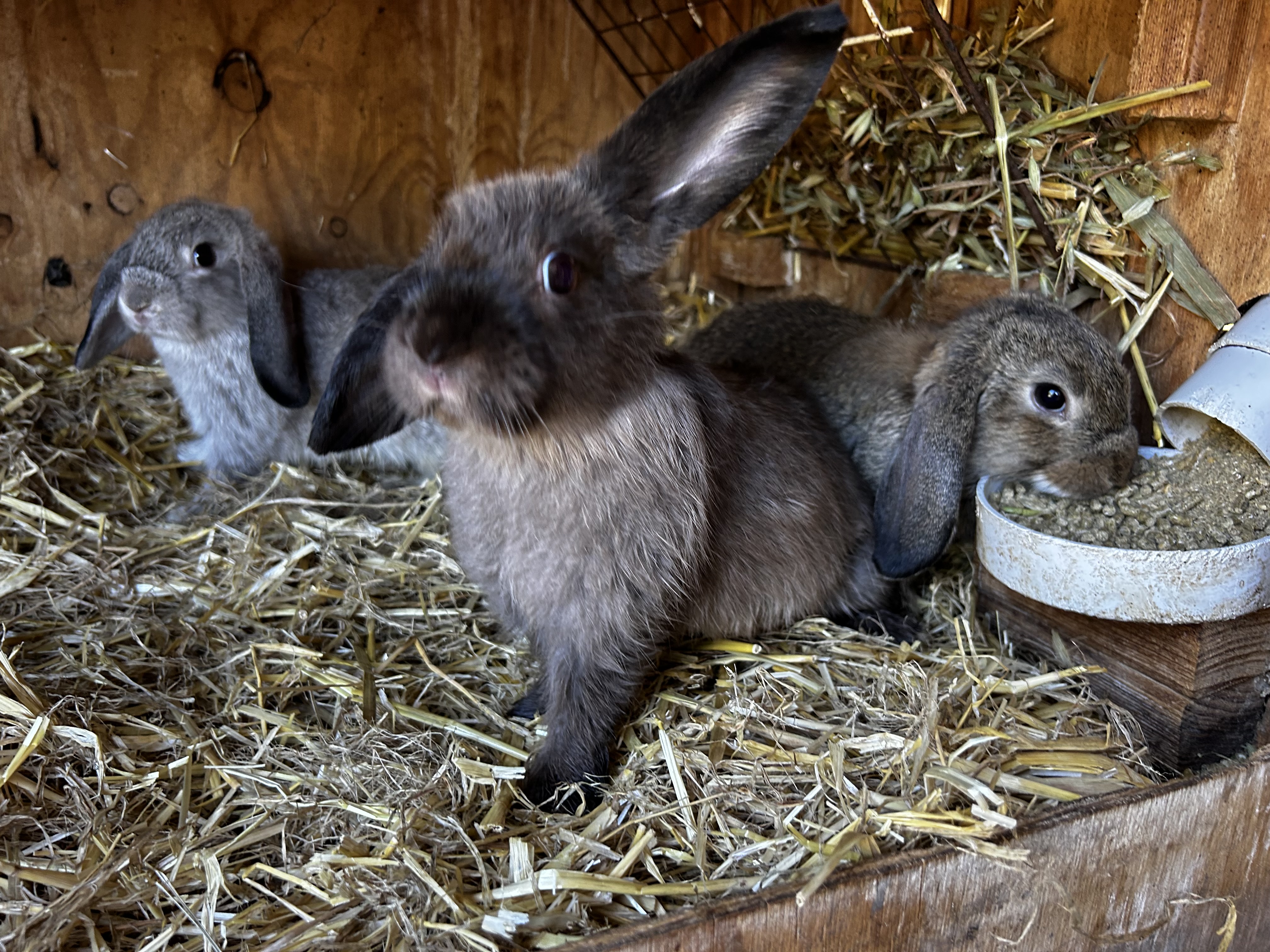 Mini Lop x Californian baby bunnies