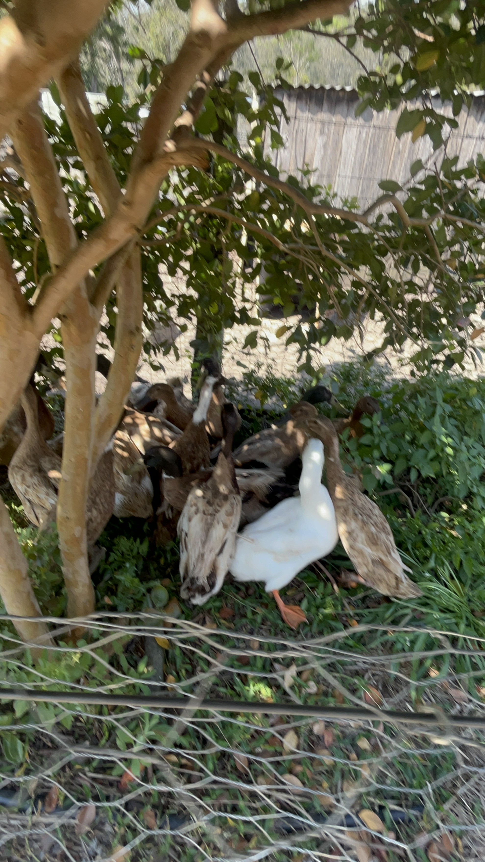 Ducks under the trees