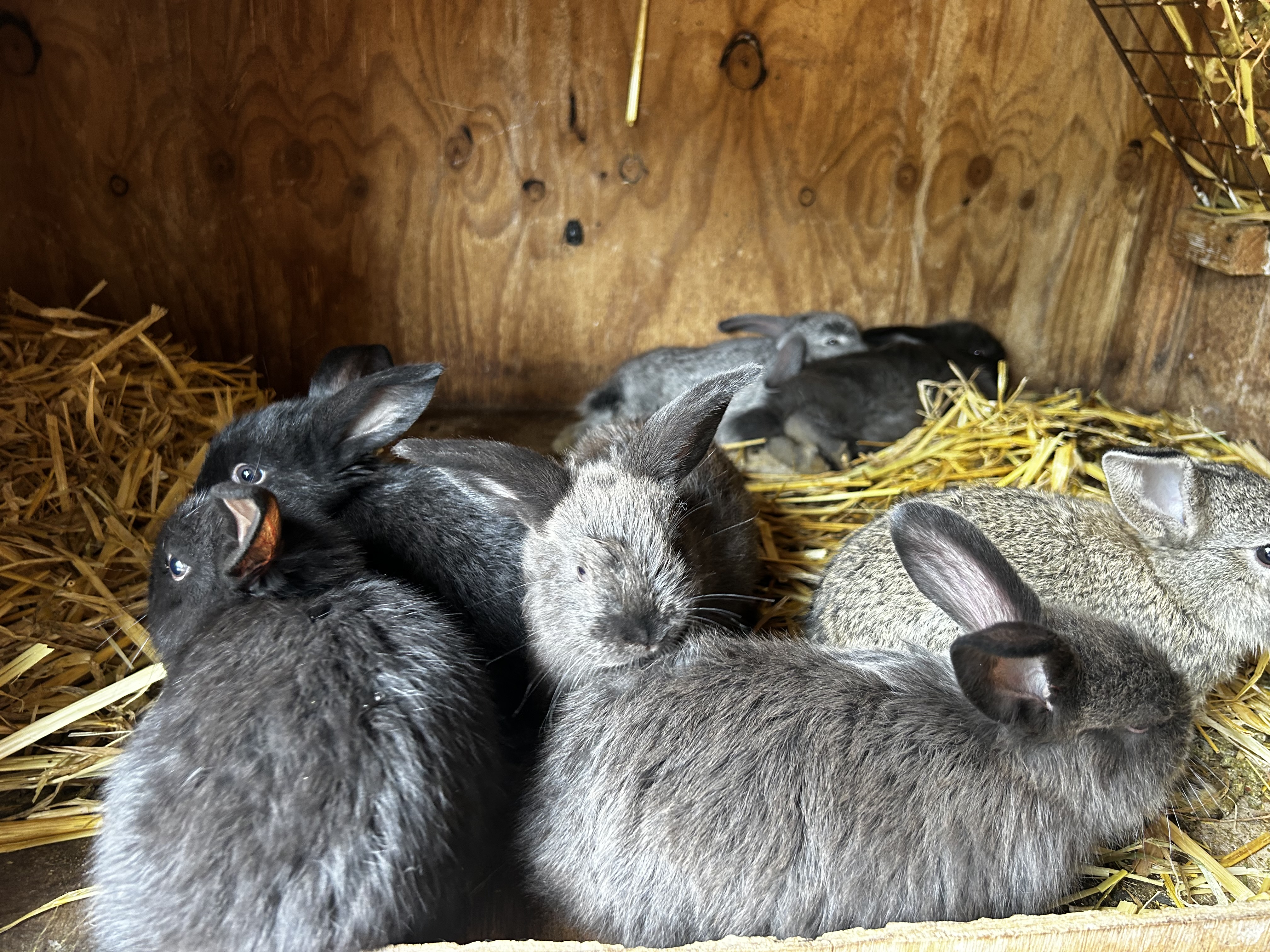 Rabbits