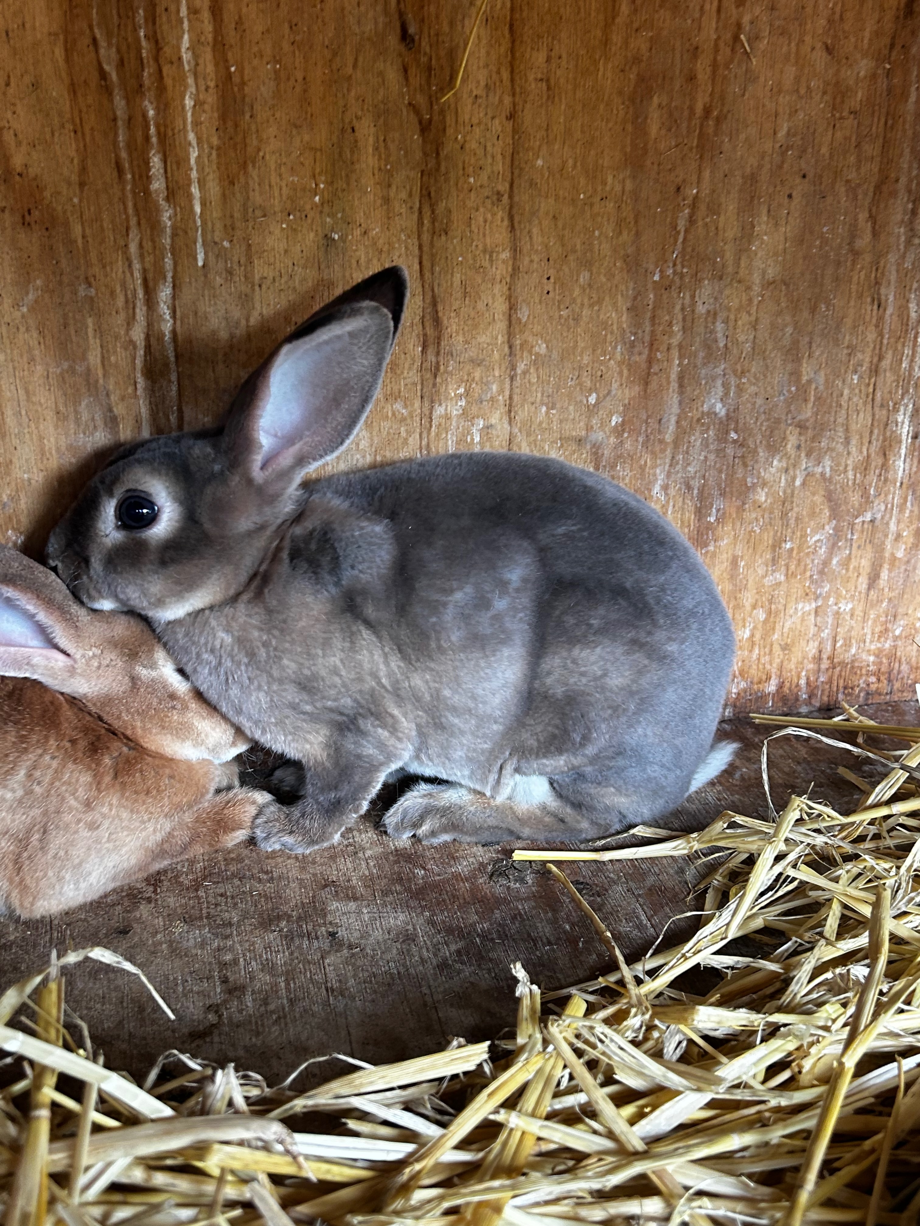 Pure Mini Rex – Grey