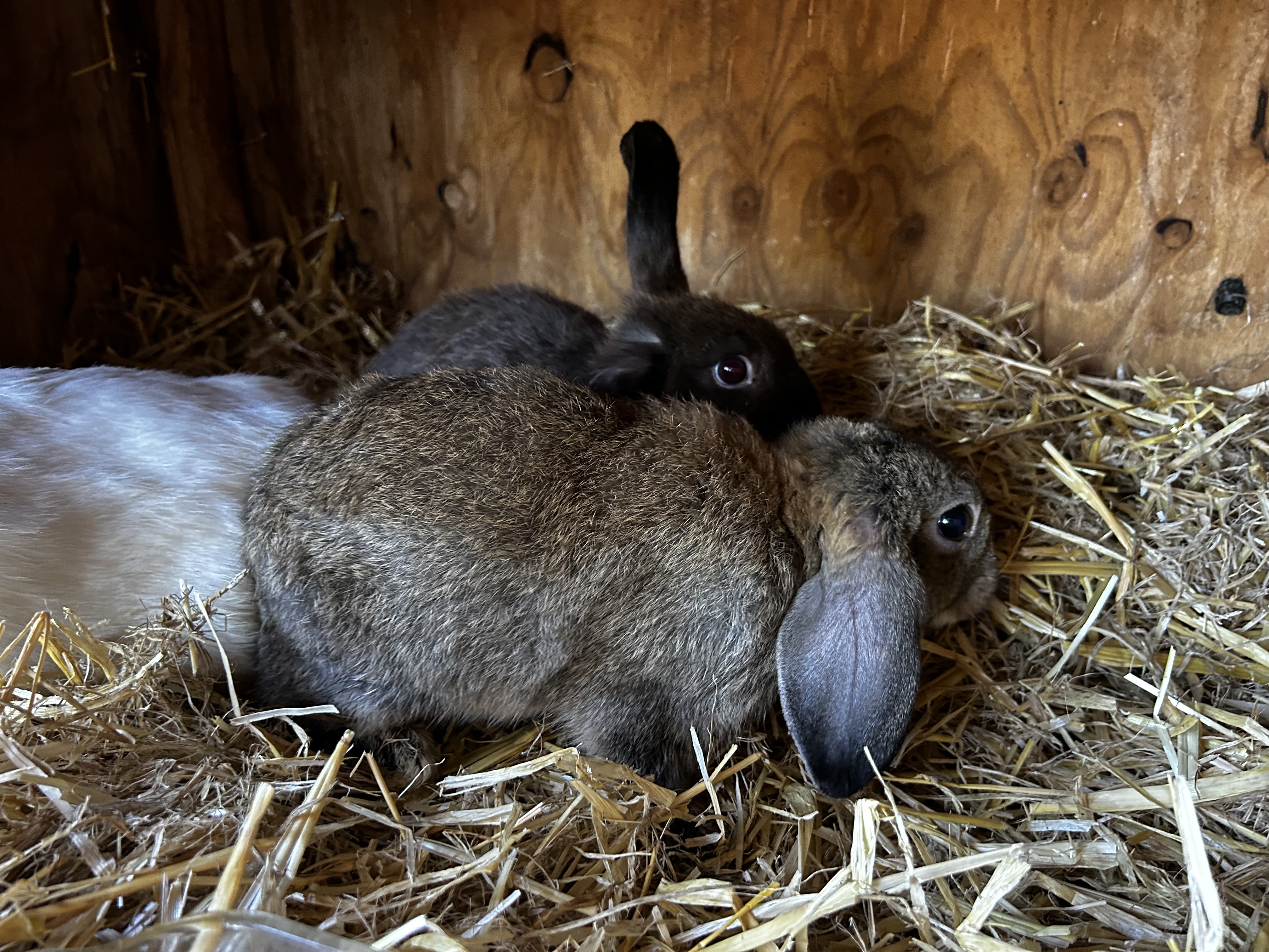 Mini Lop x Californian – Grey Lop