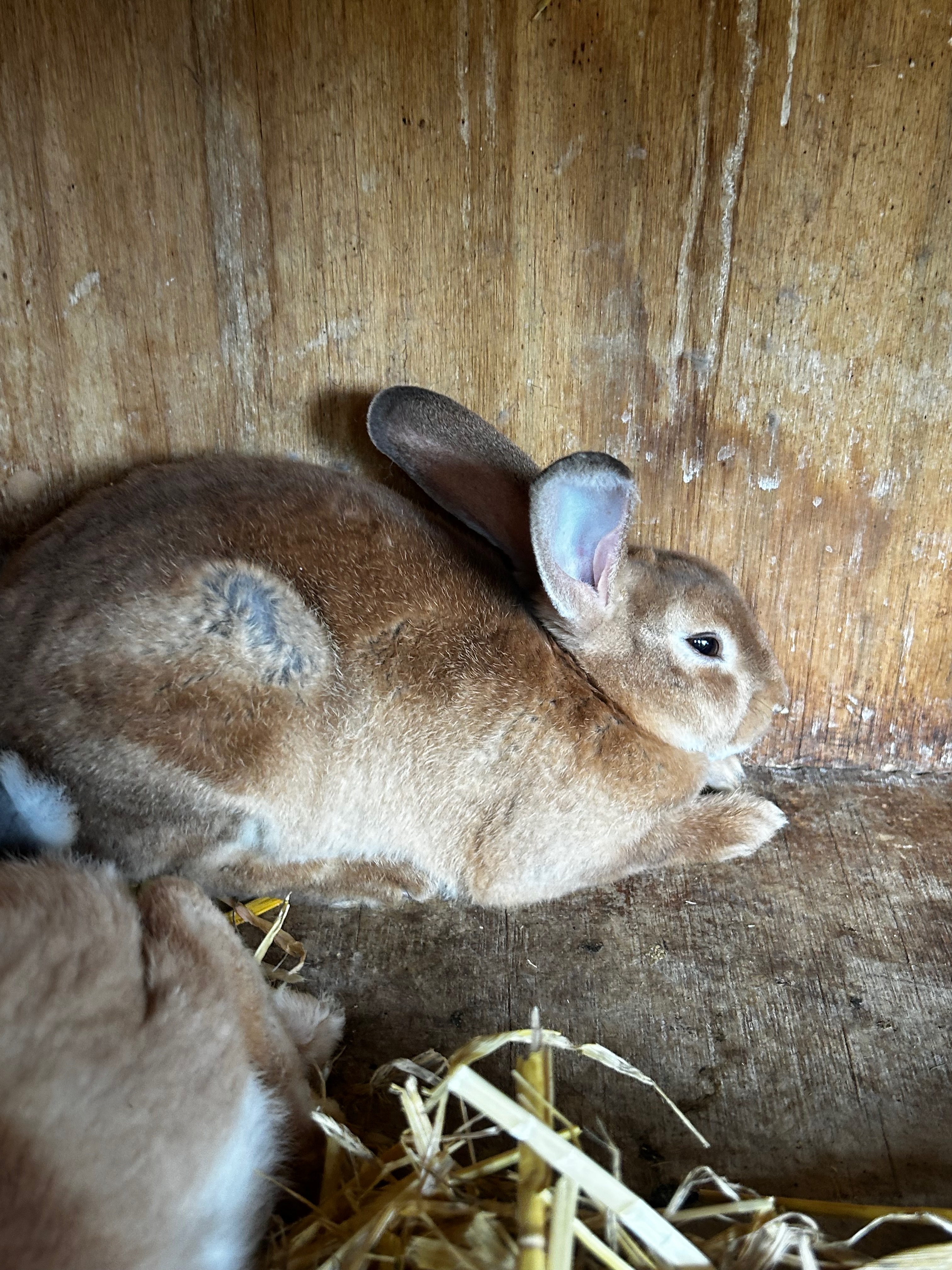 Pure Mini Rex – Light Brown