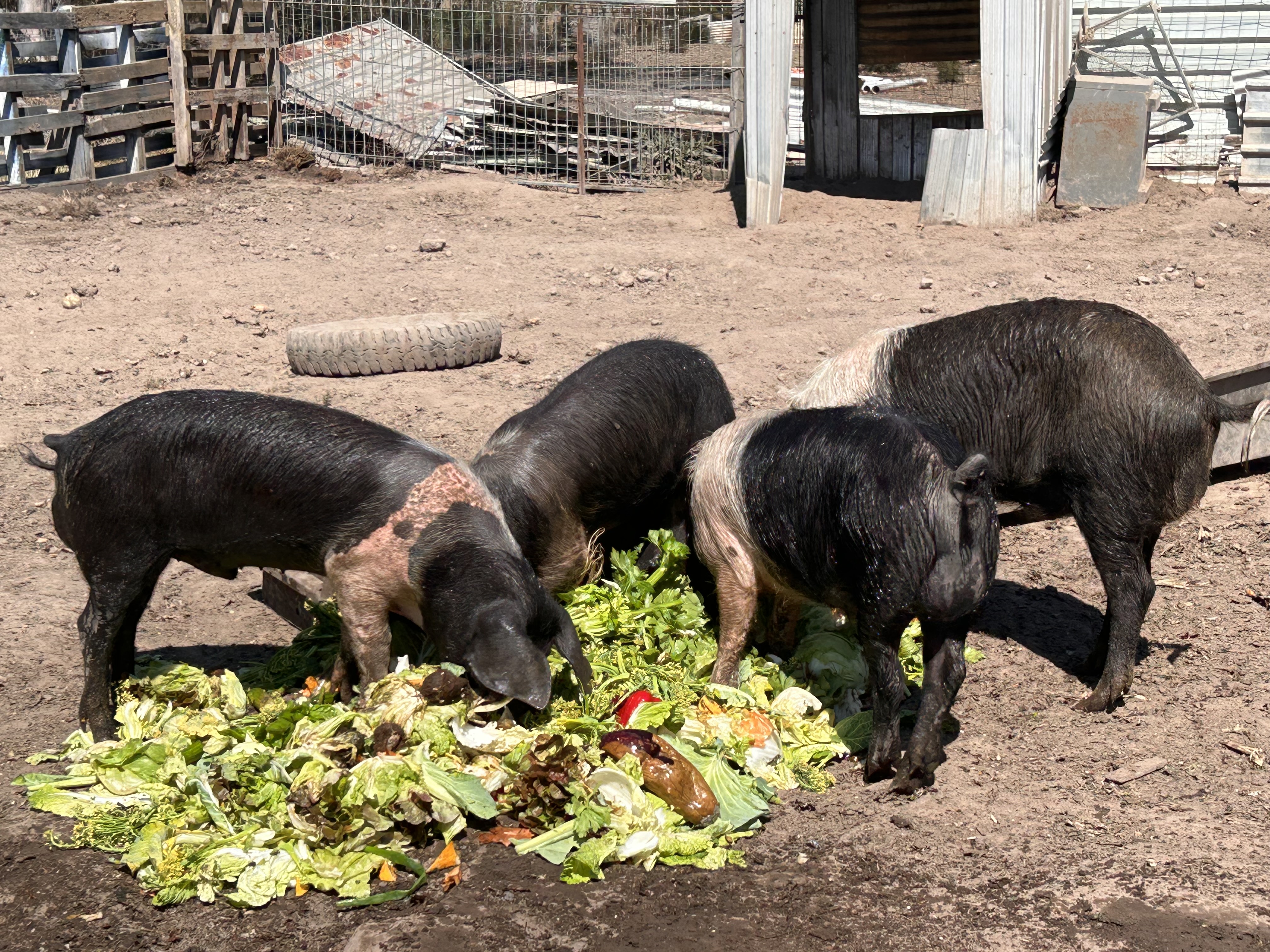 Wessex Saddleback pigs feeding on fresh vegetables