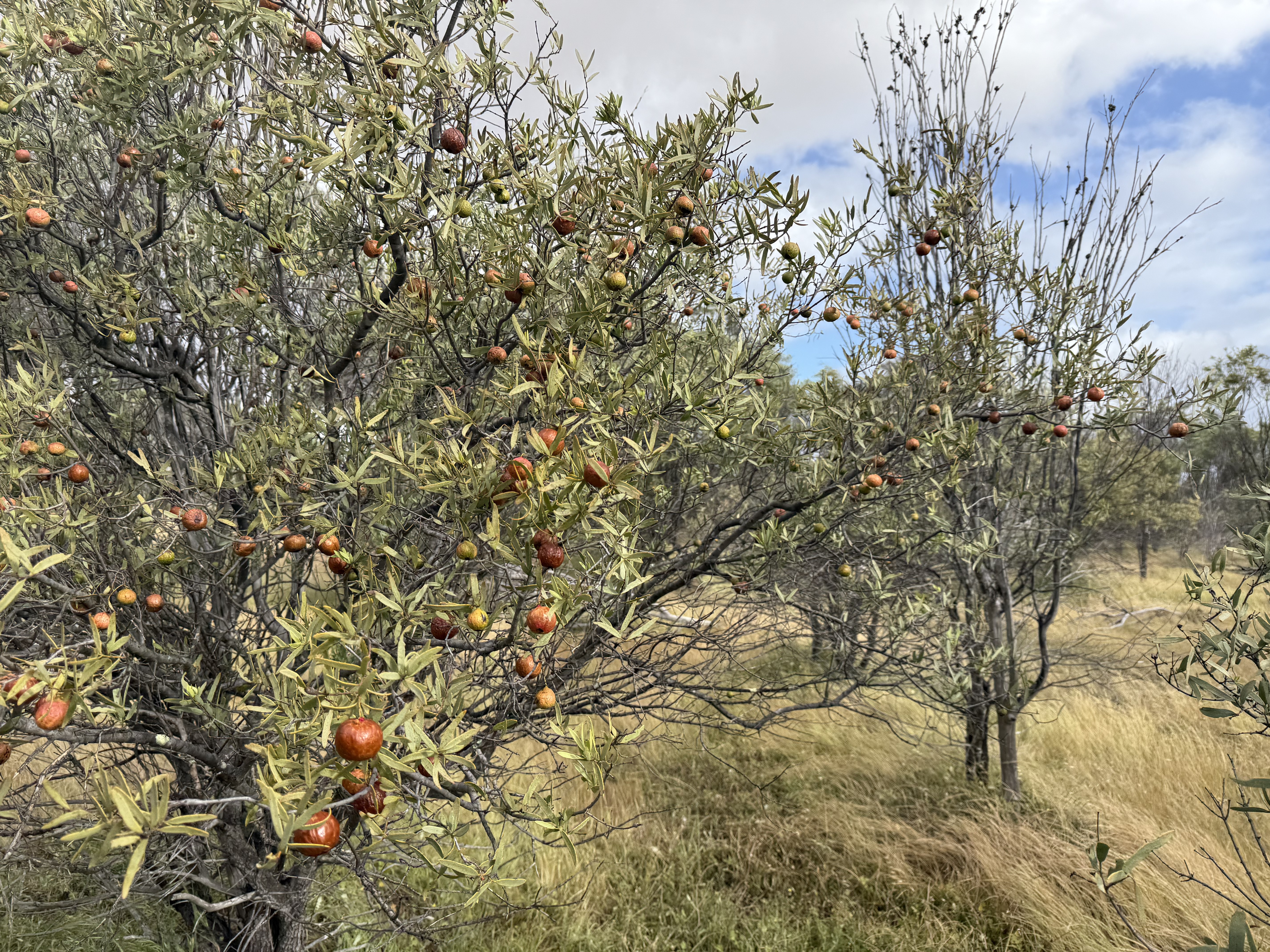 Sandalwood trees with nuts