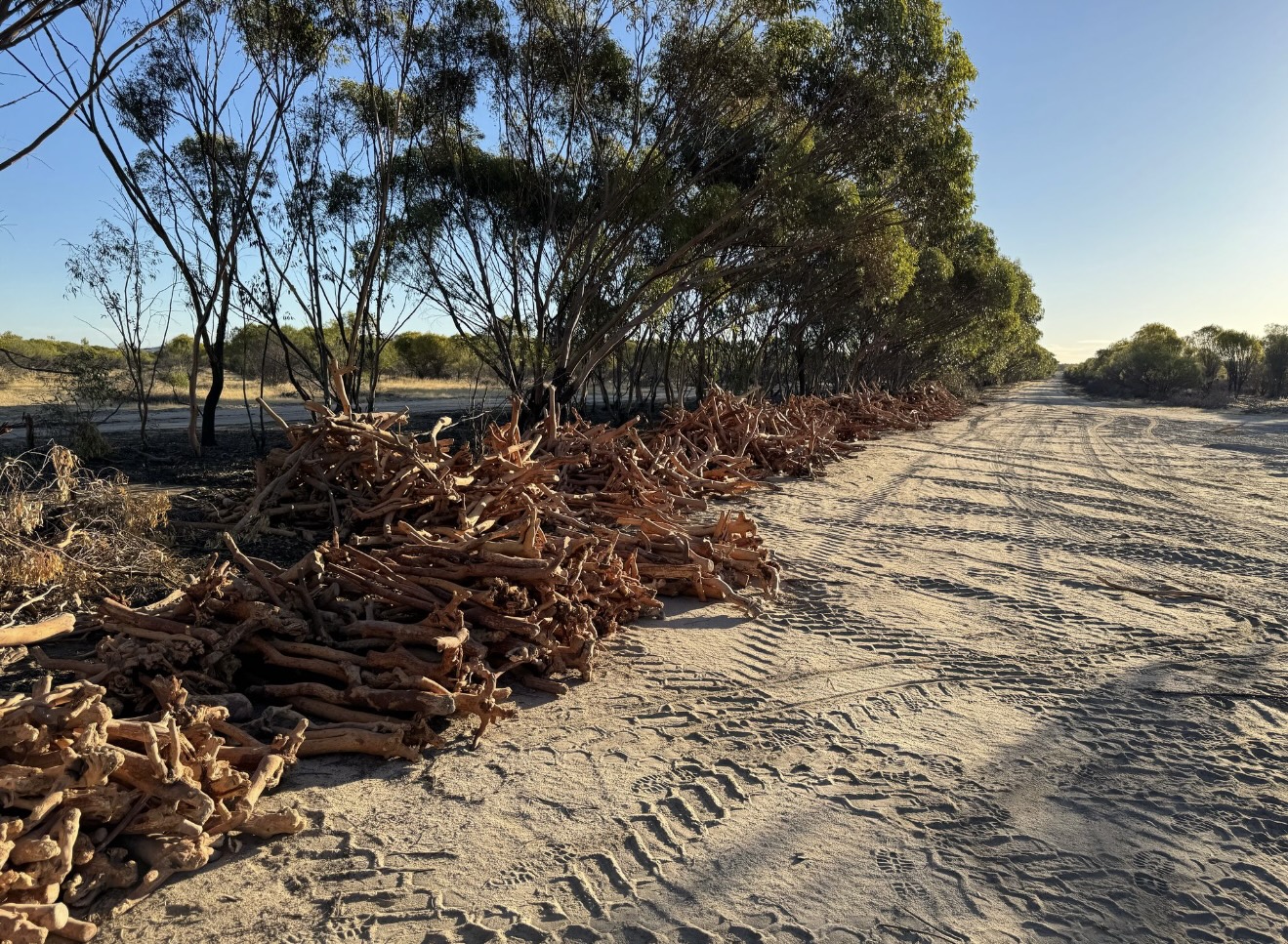 Harvested sandalwood logs staged