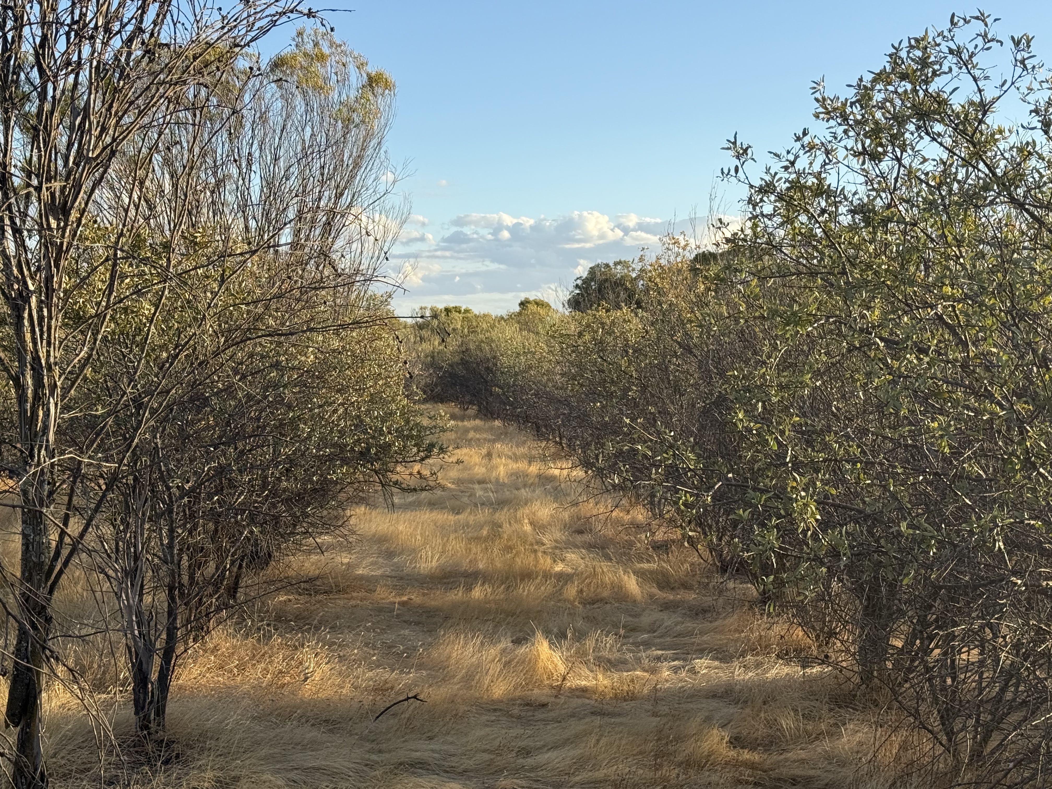 Standing sandalwood plantation