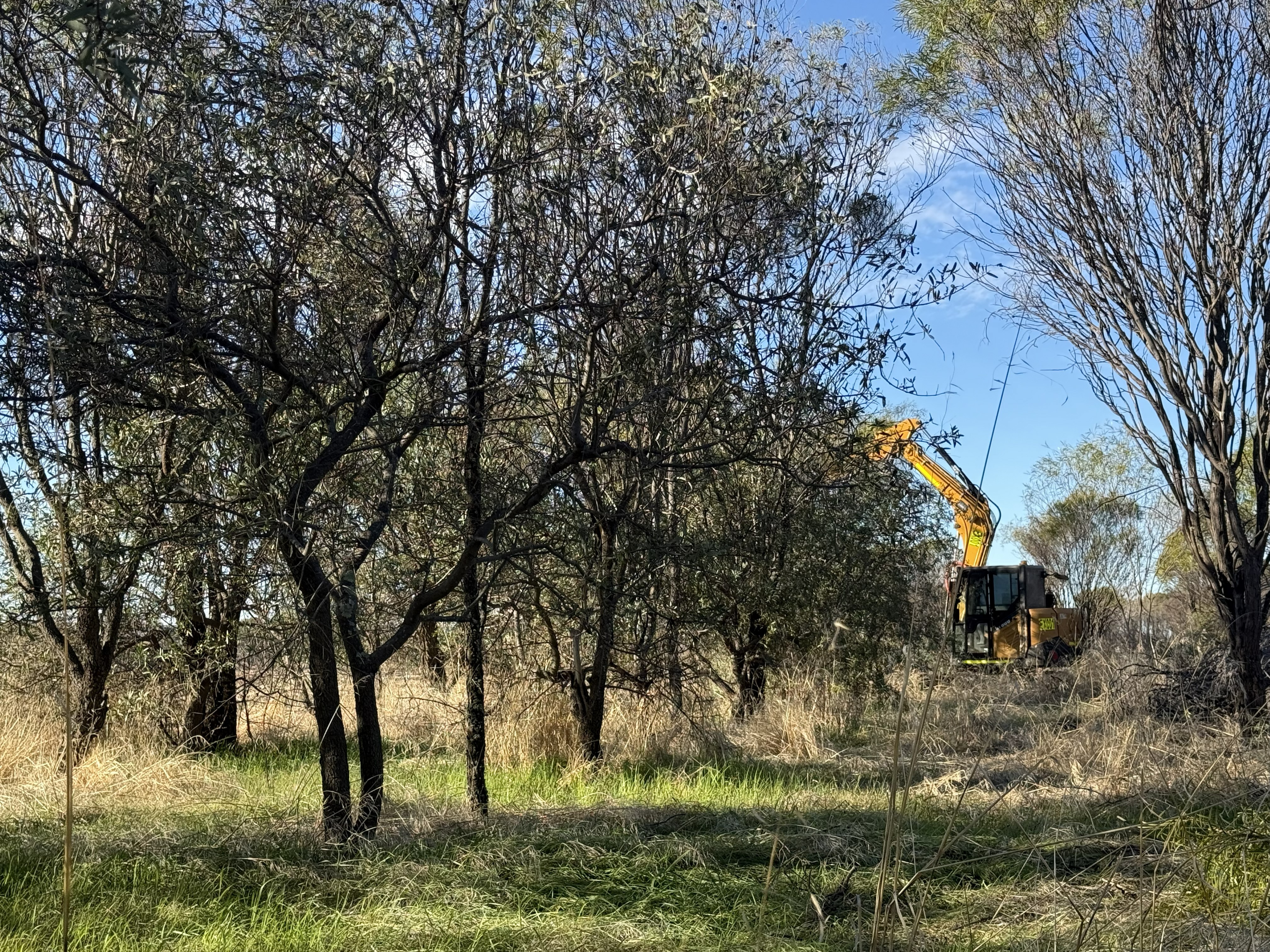 Excavator working among sandalwood plantation trees
