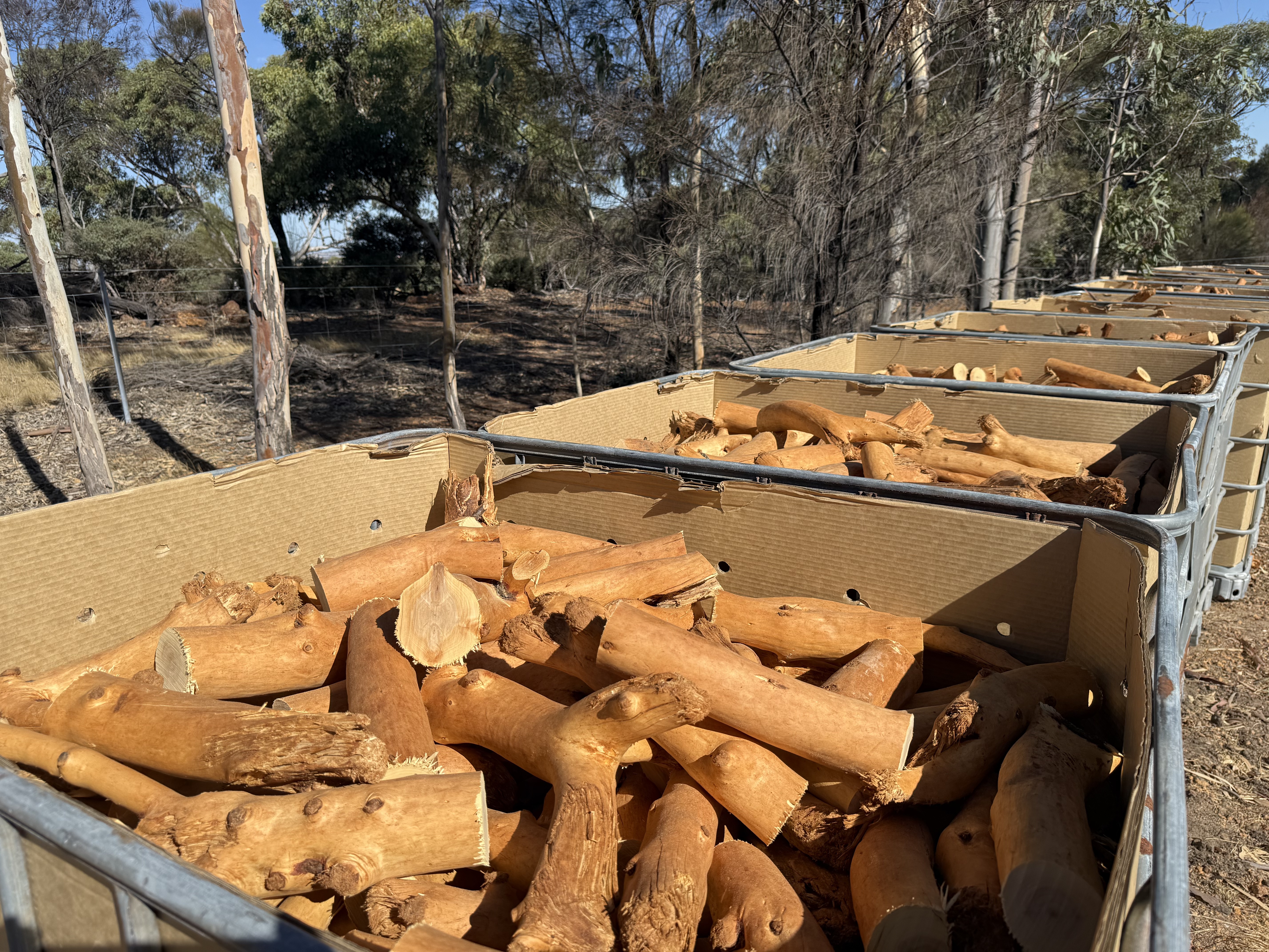 Graded sandalwood in IBCs ready for storage