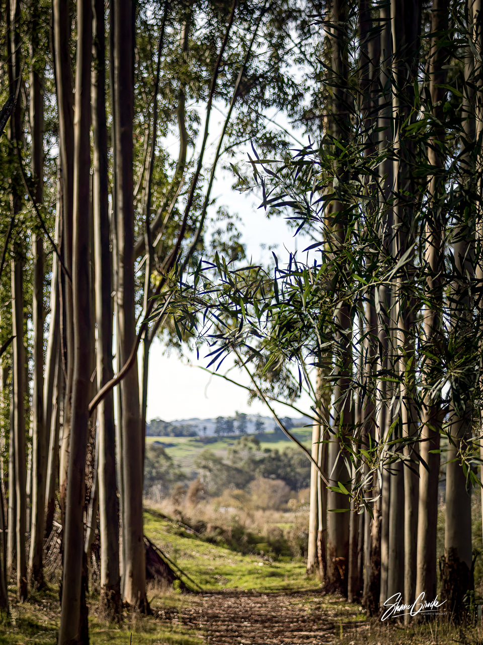 Tree-lined path through eucalyptus grove looking out to rolling green hills