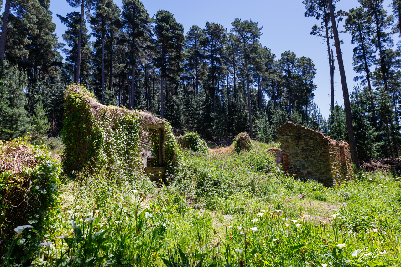 Rose Cottage ruins overgrown with ivy and wildflowers among pine trees